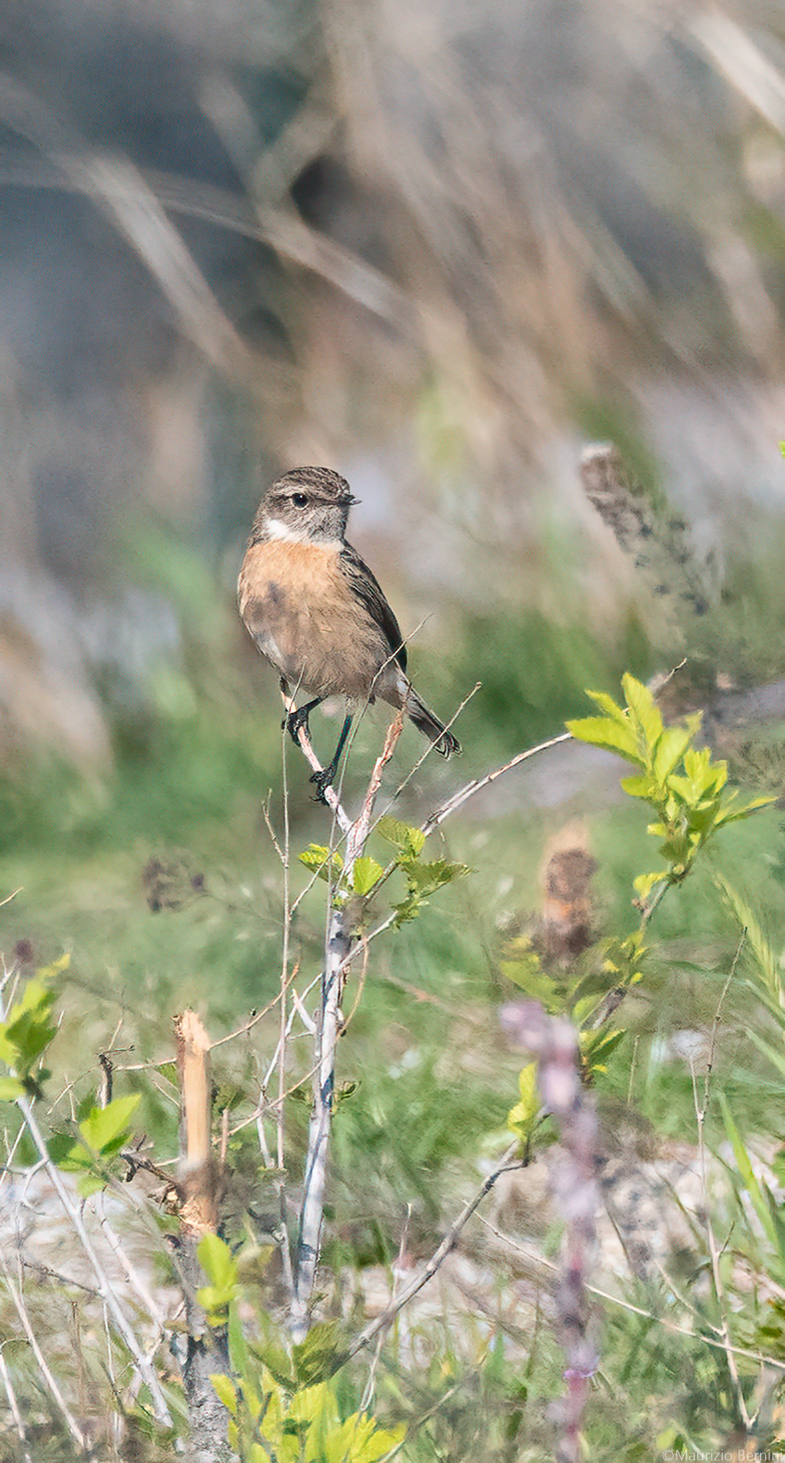 Female Saltimpalo