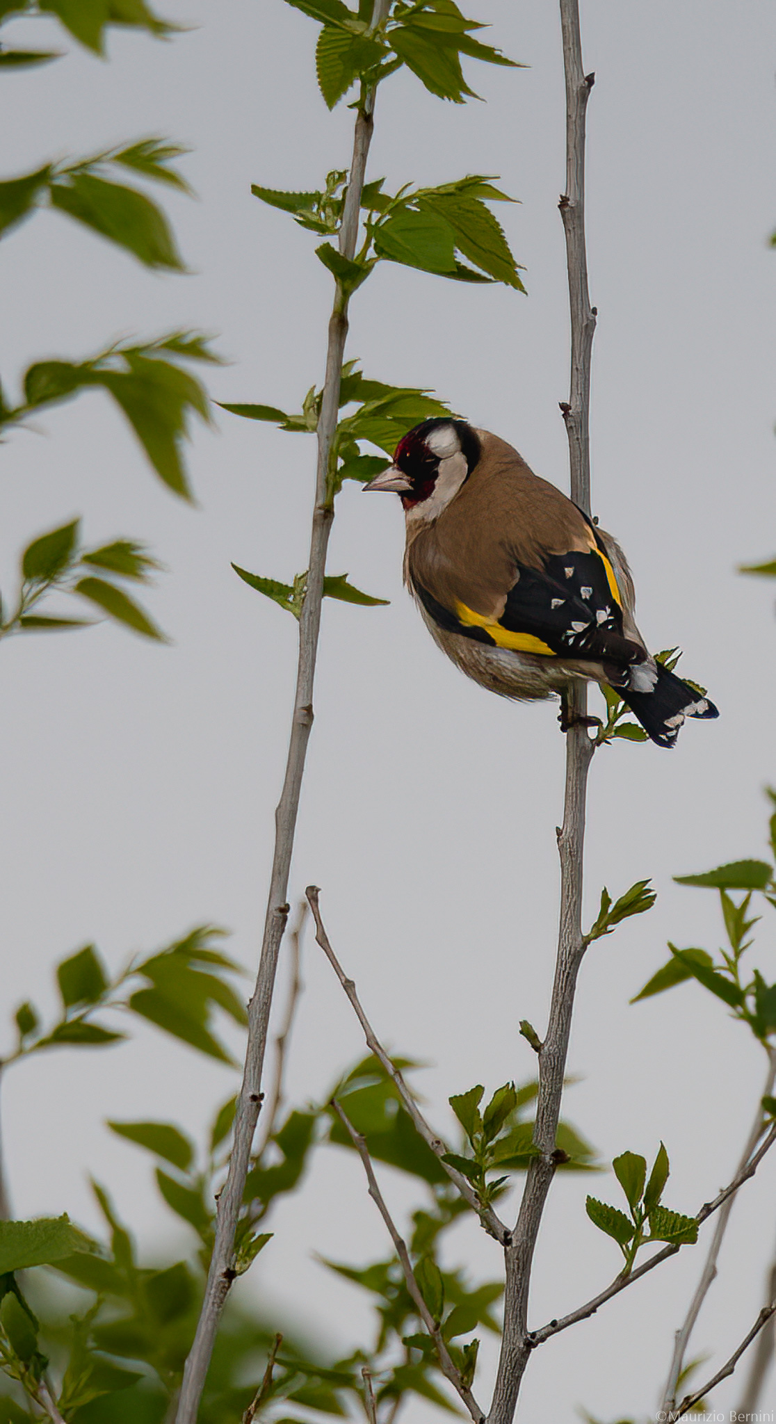 Goldfinch