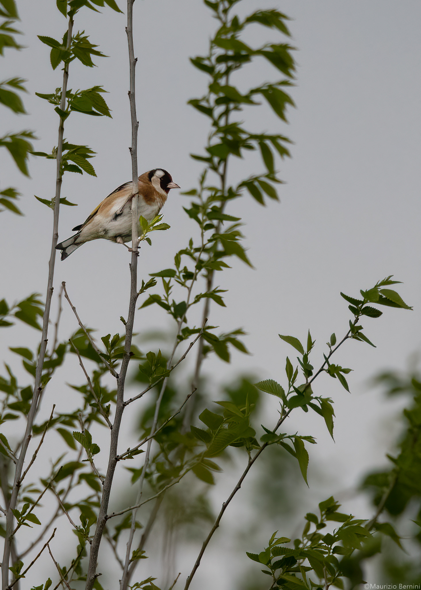 Goldfinch