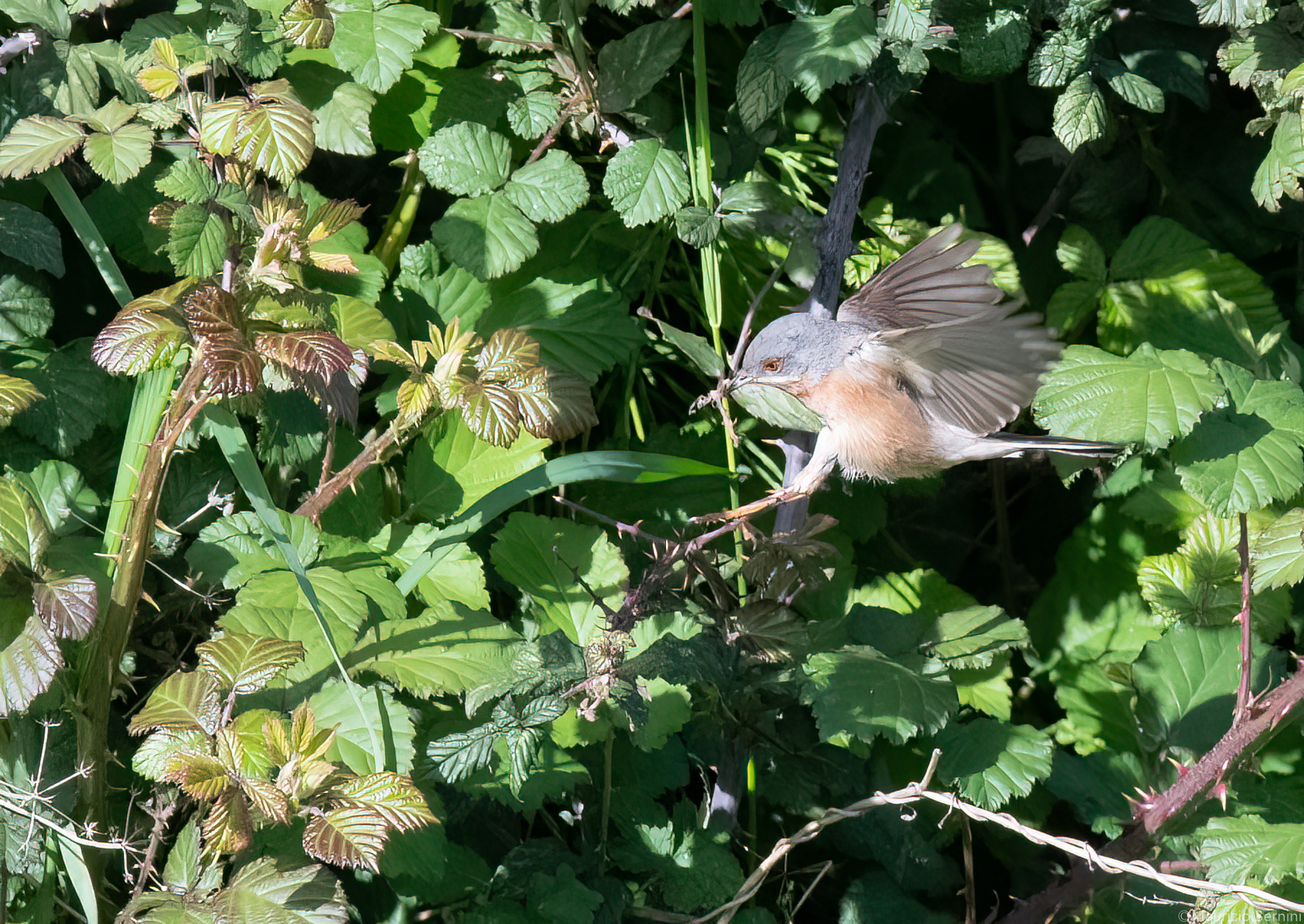 Sardinian warbler