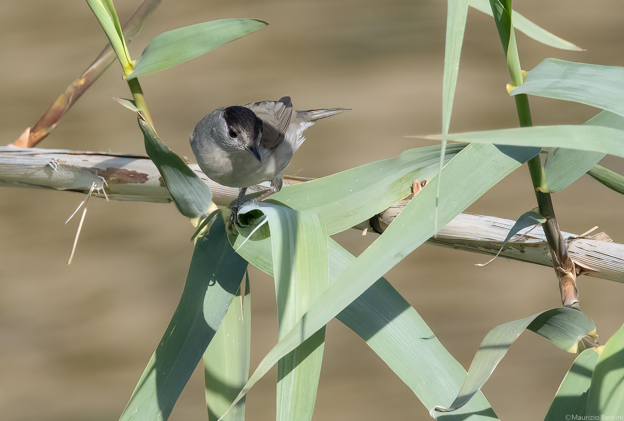 Male Blackcap