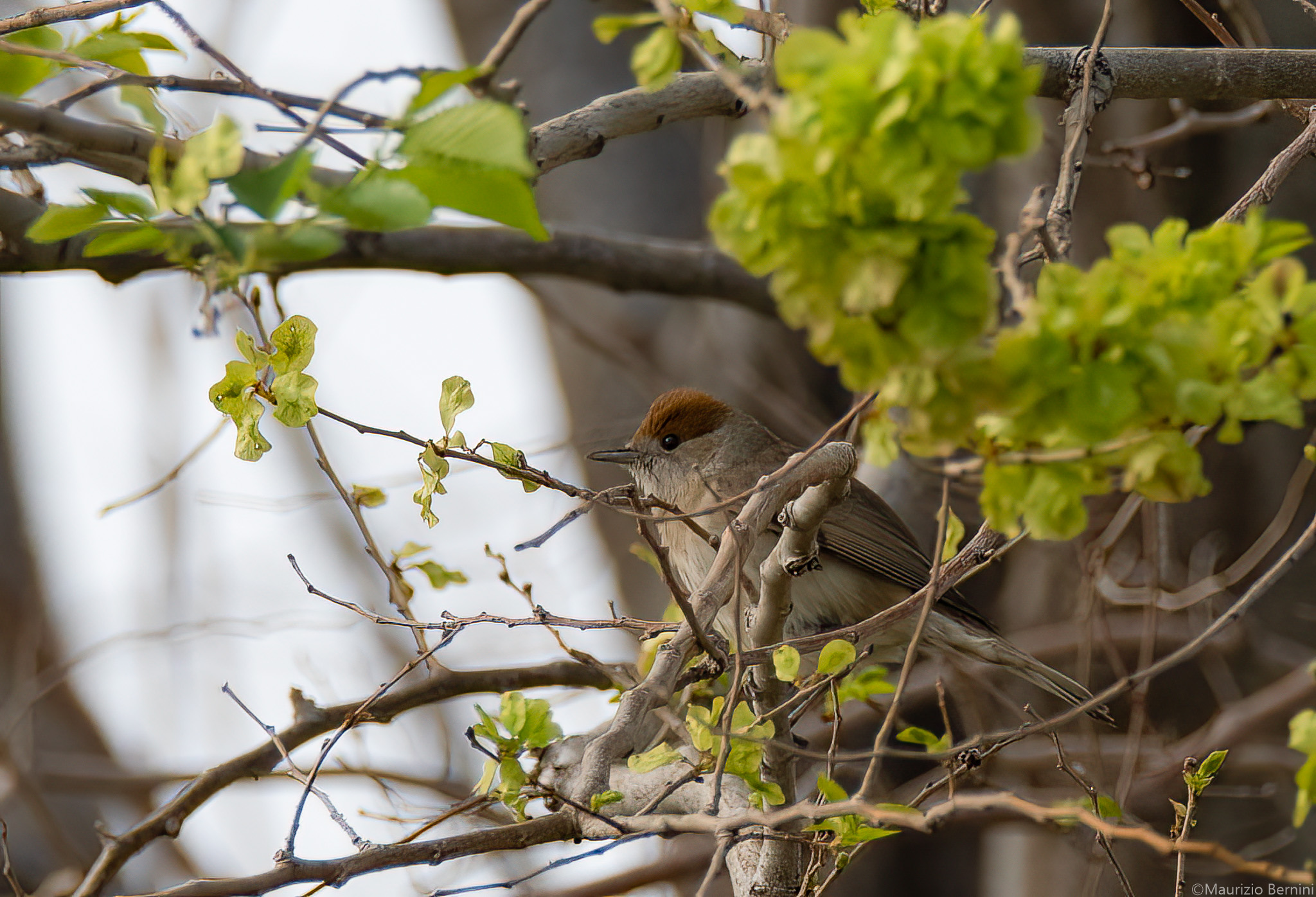 Female blackcap