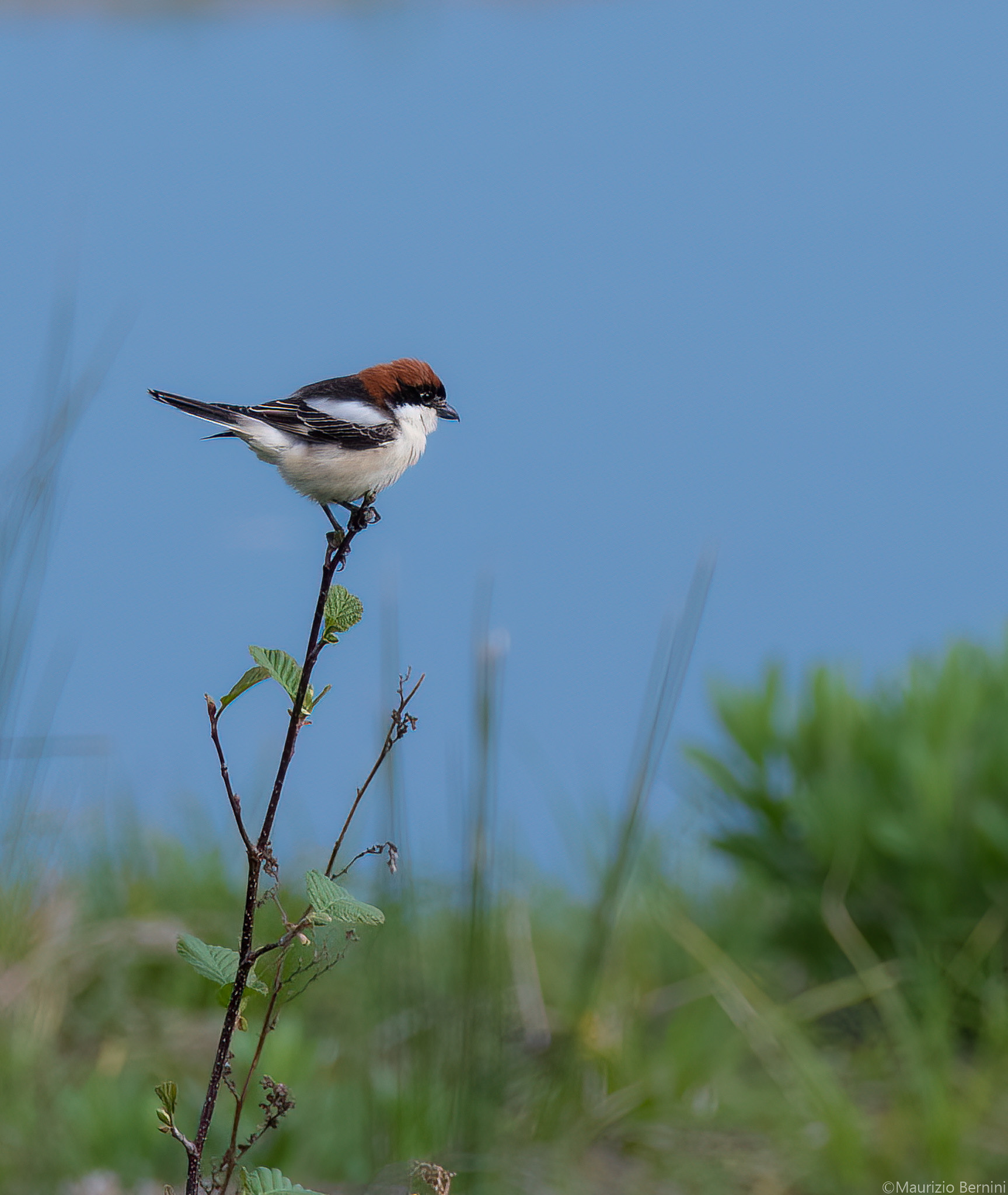 Woodchat shrike