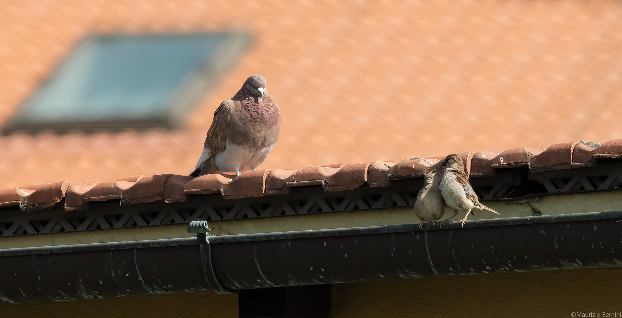 Pigeon and Flounder of Italy...