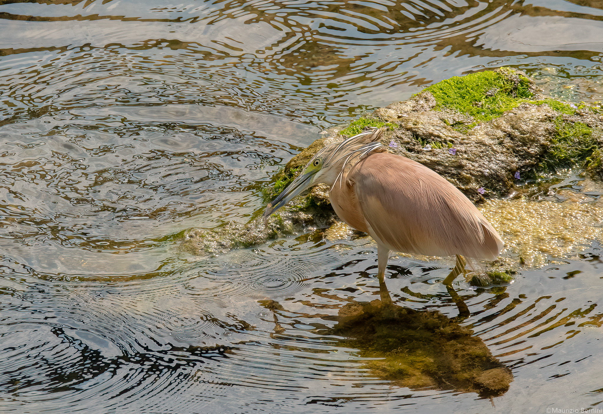 Tufted gauze with prey
