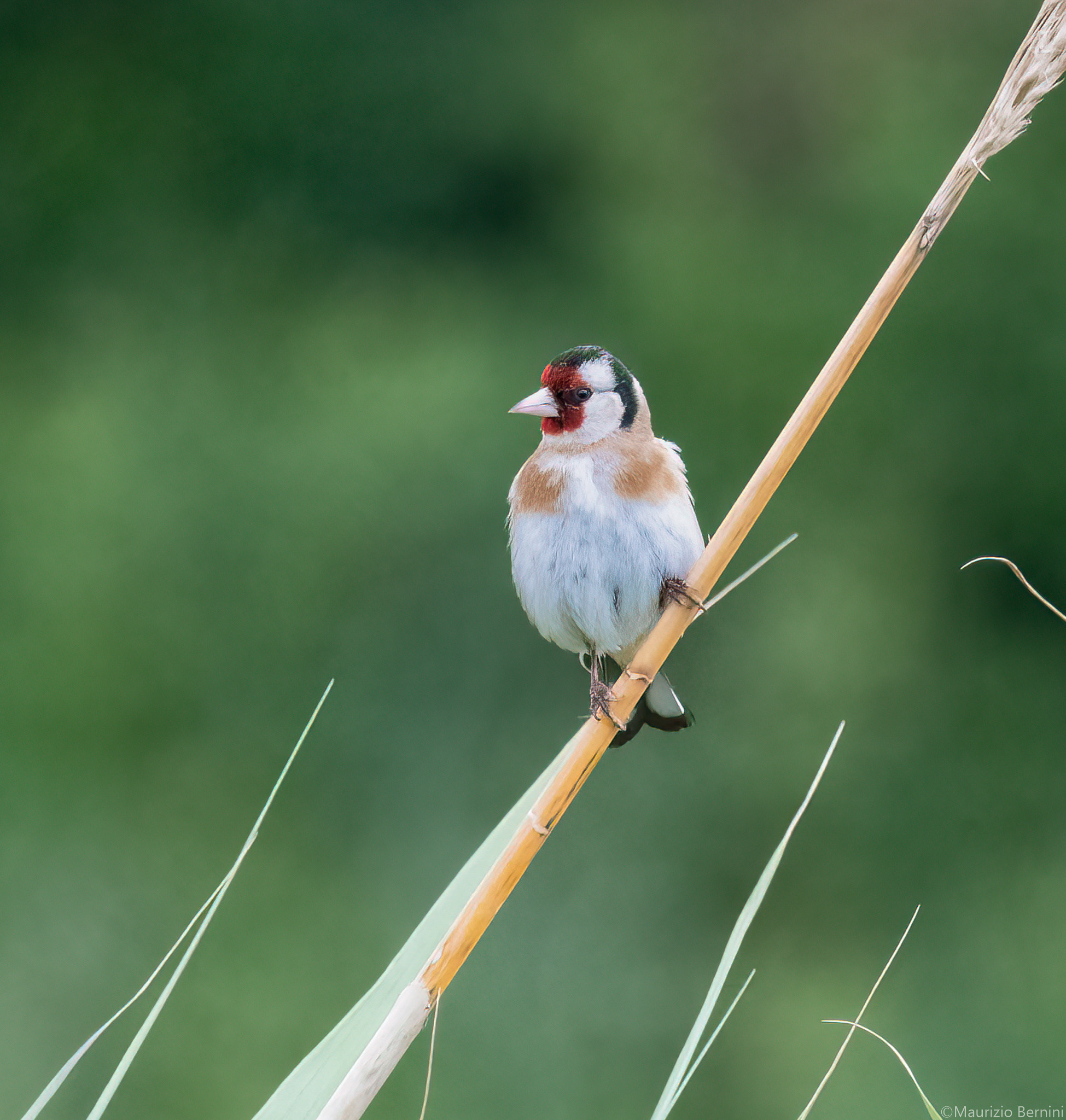 Goldfinch