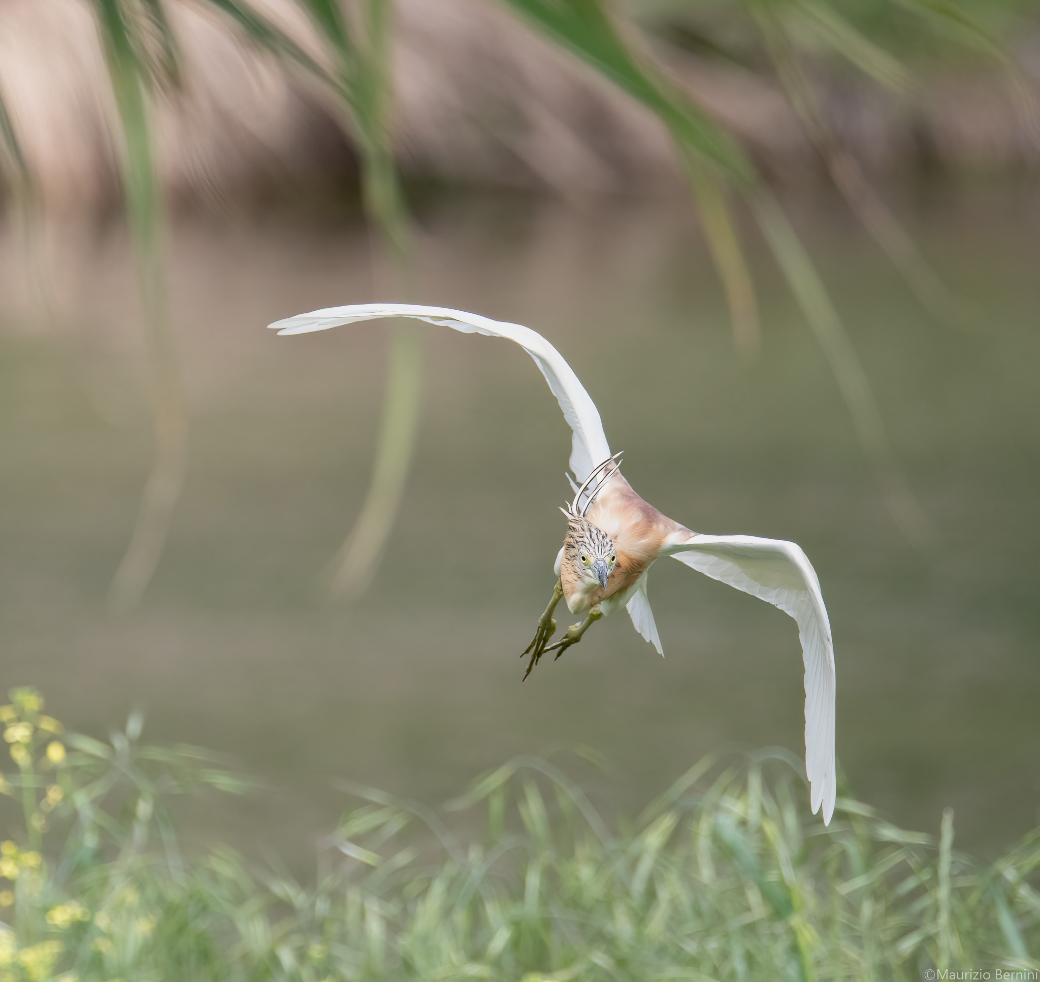 Sgarza from the tuft in flight