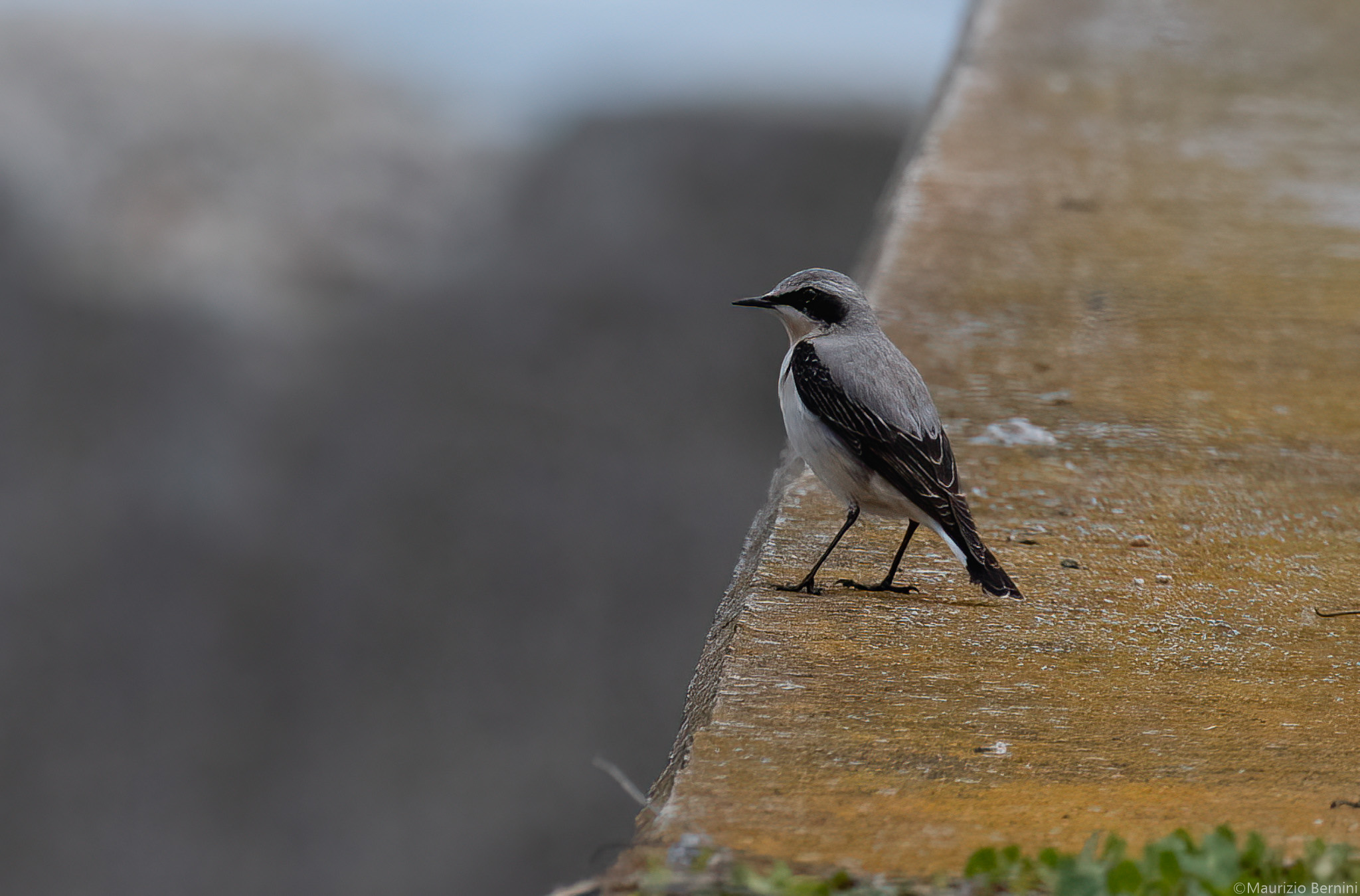 Northern wheatear