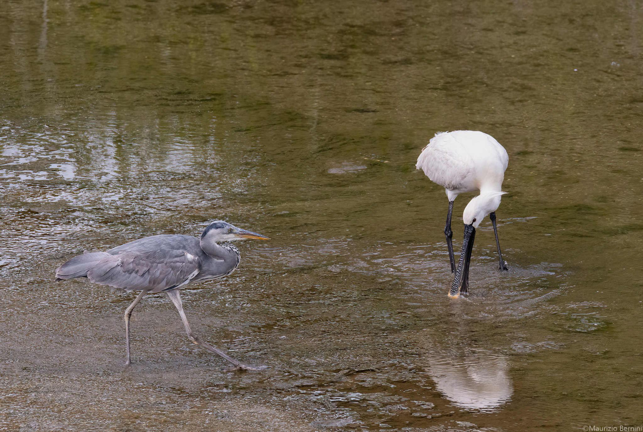 Grey Heron and Spatula