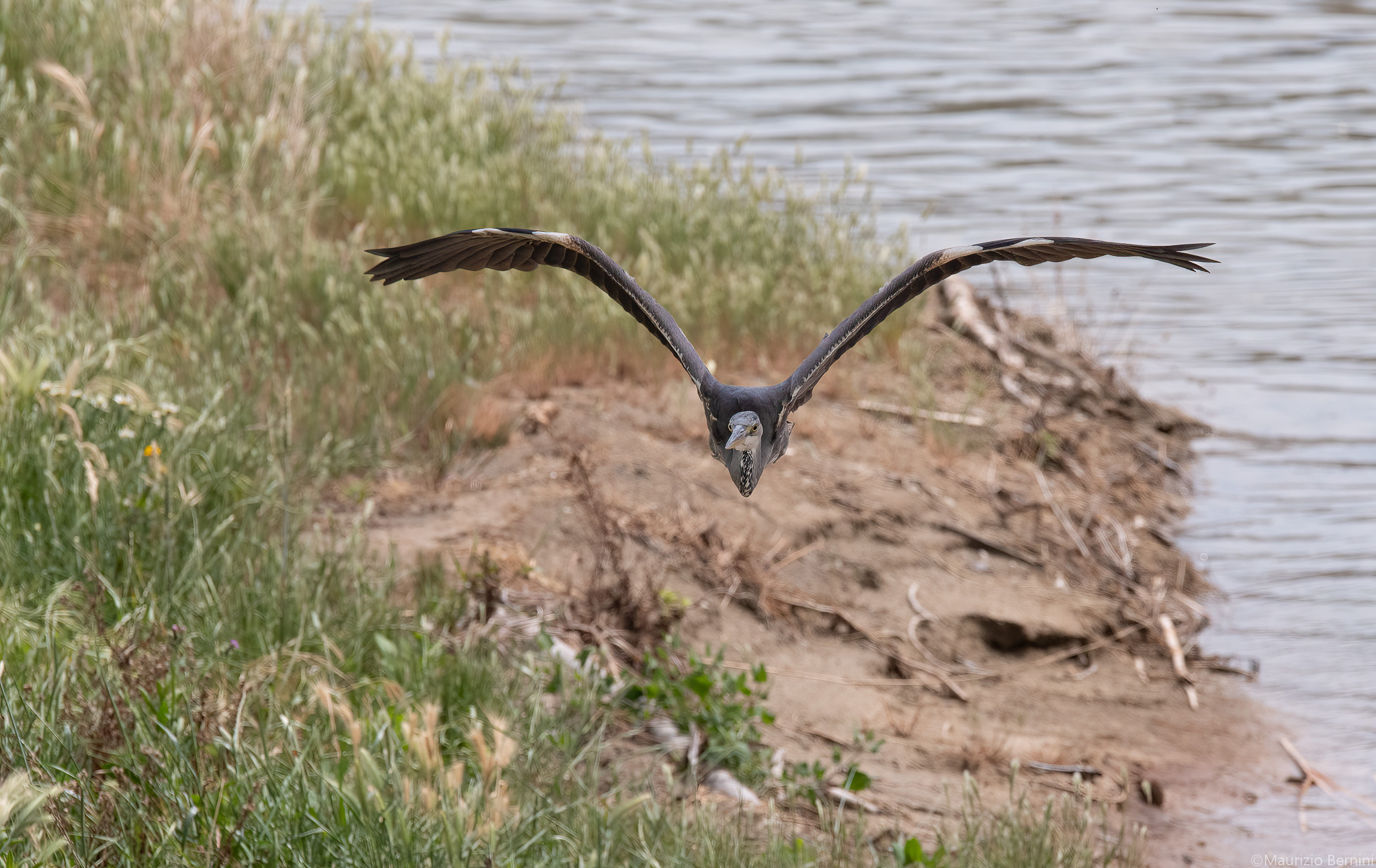 Heron Cenrino in flight