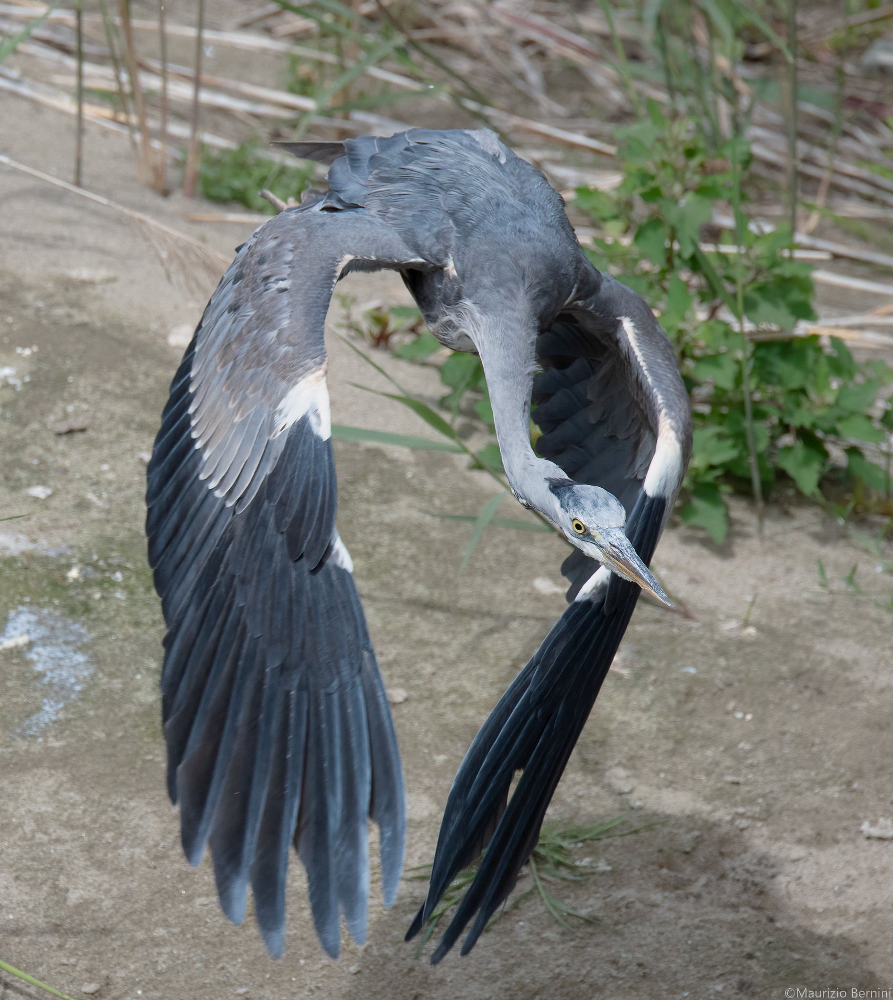 Grey heron in flight