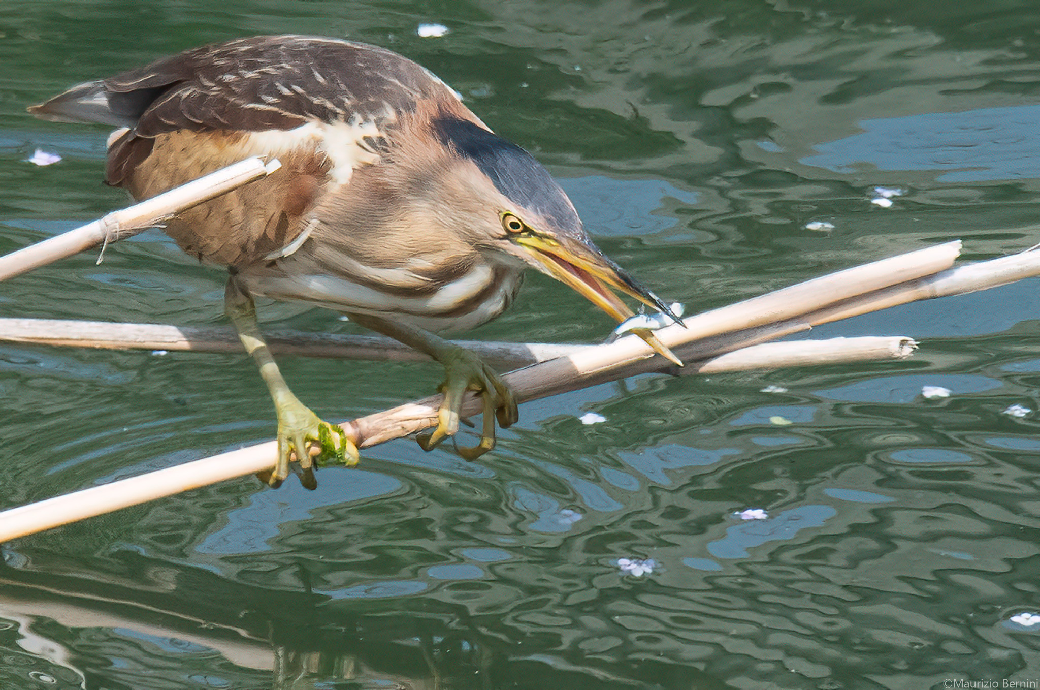 Little bittern