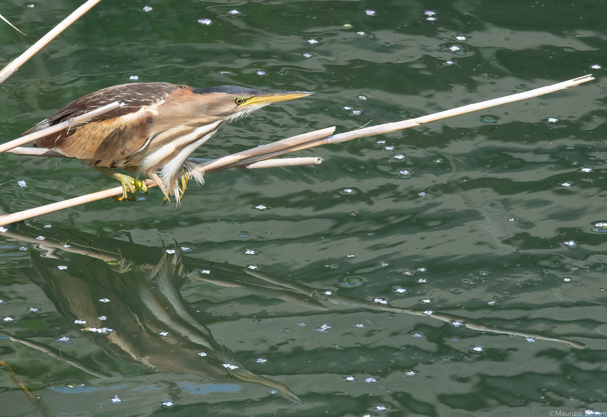 Little bittern
