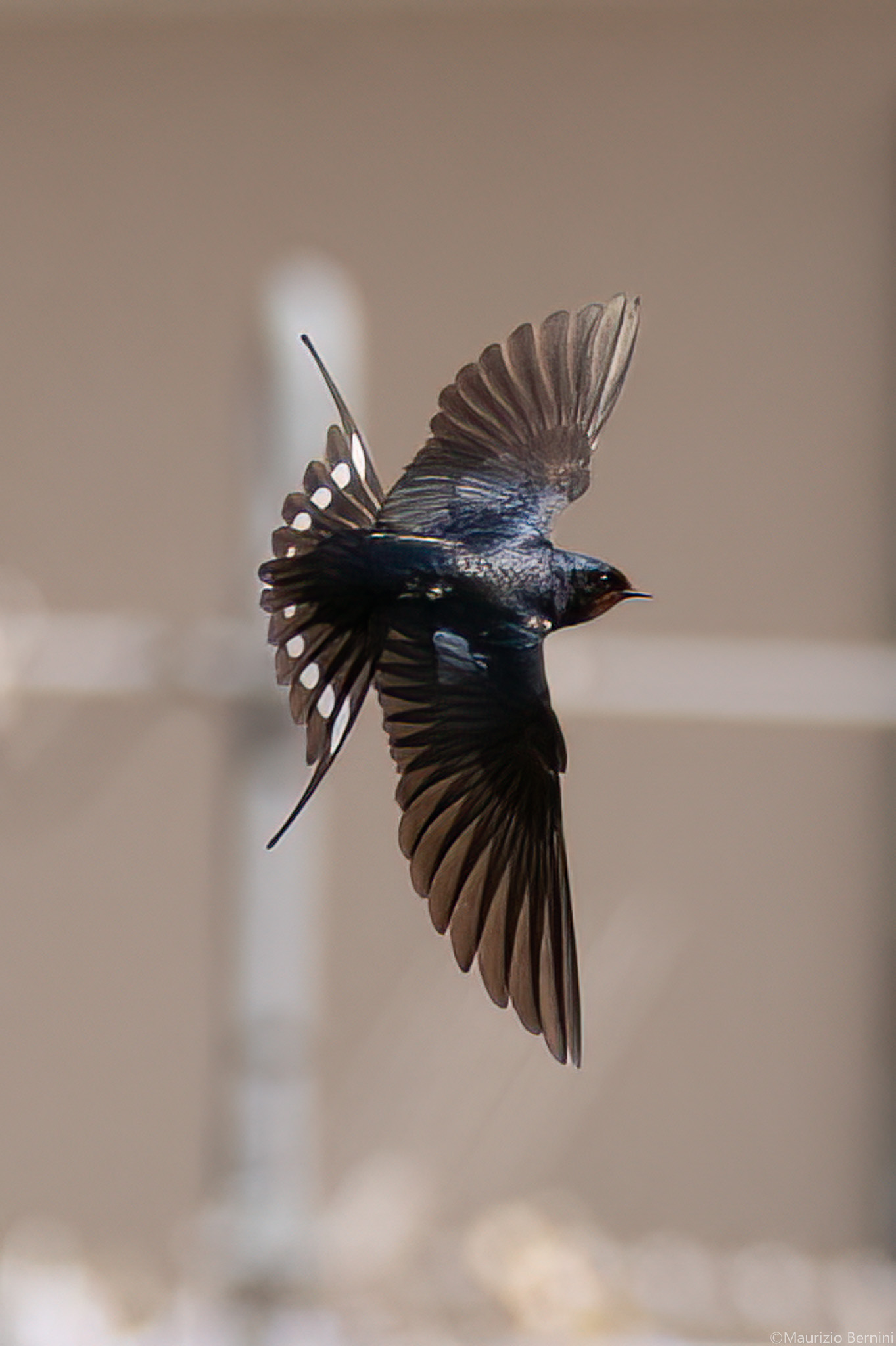 Barn swallow