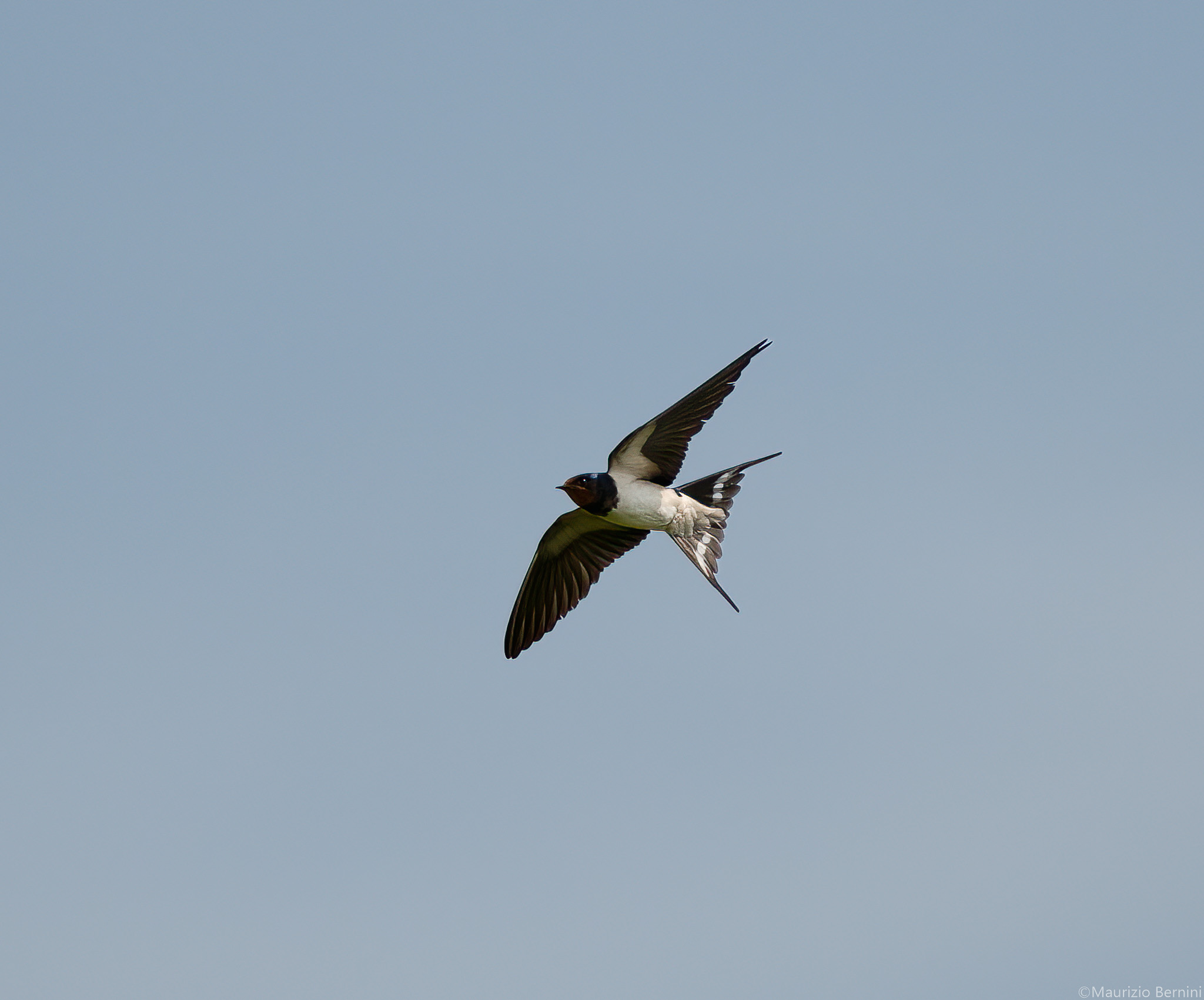 Barn swallow