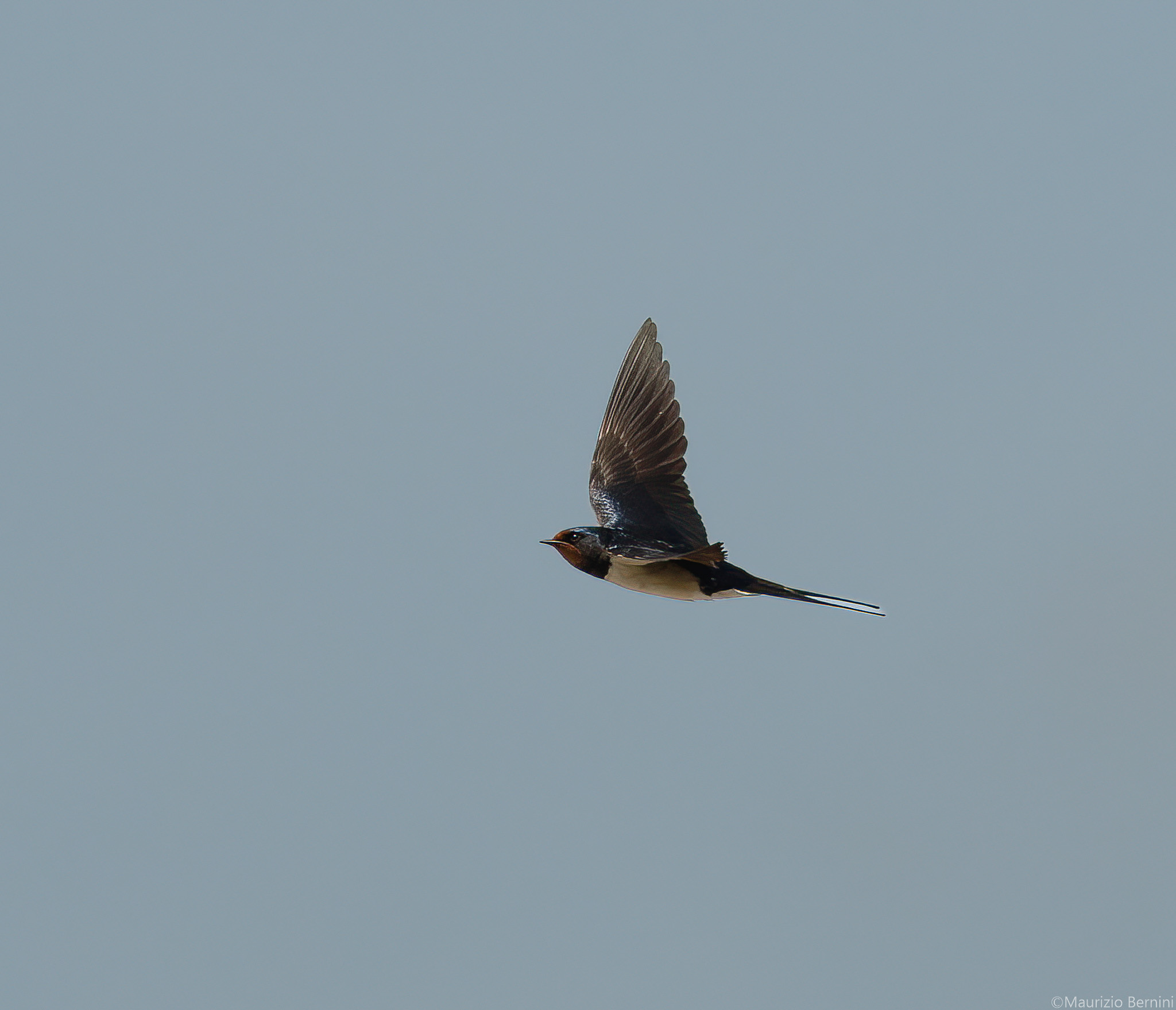 Barn swallow