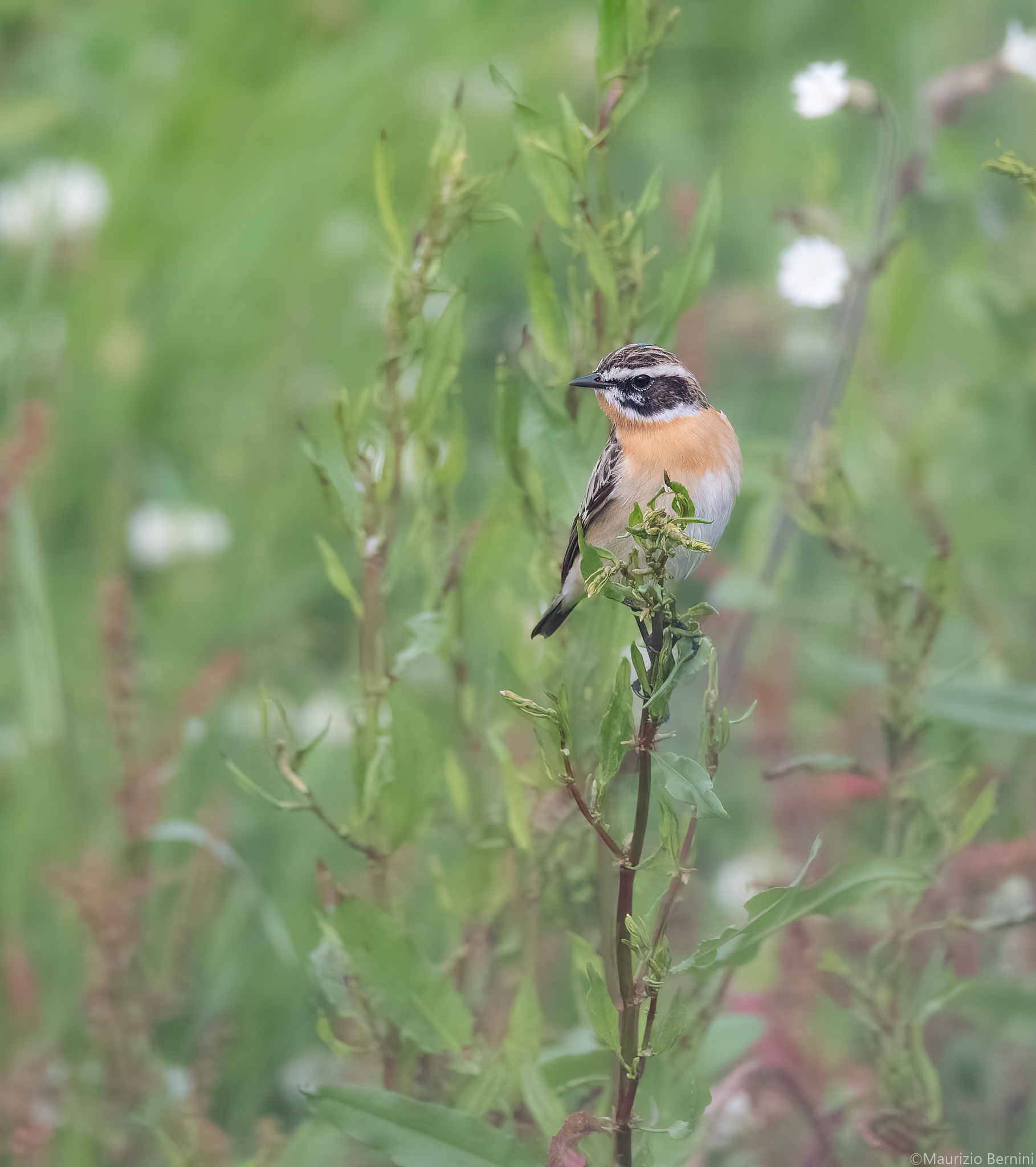 Whinchat