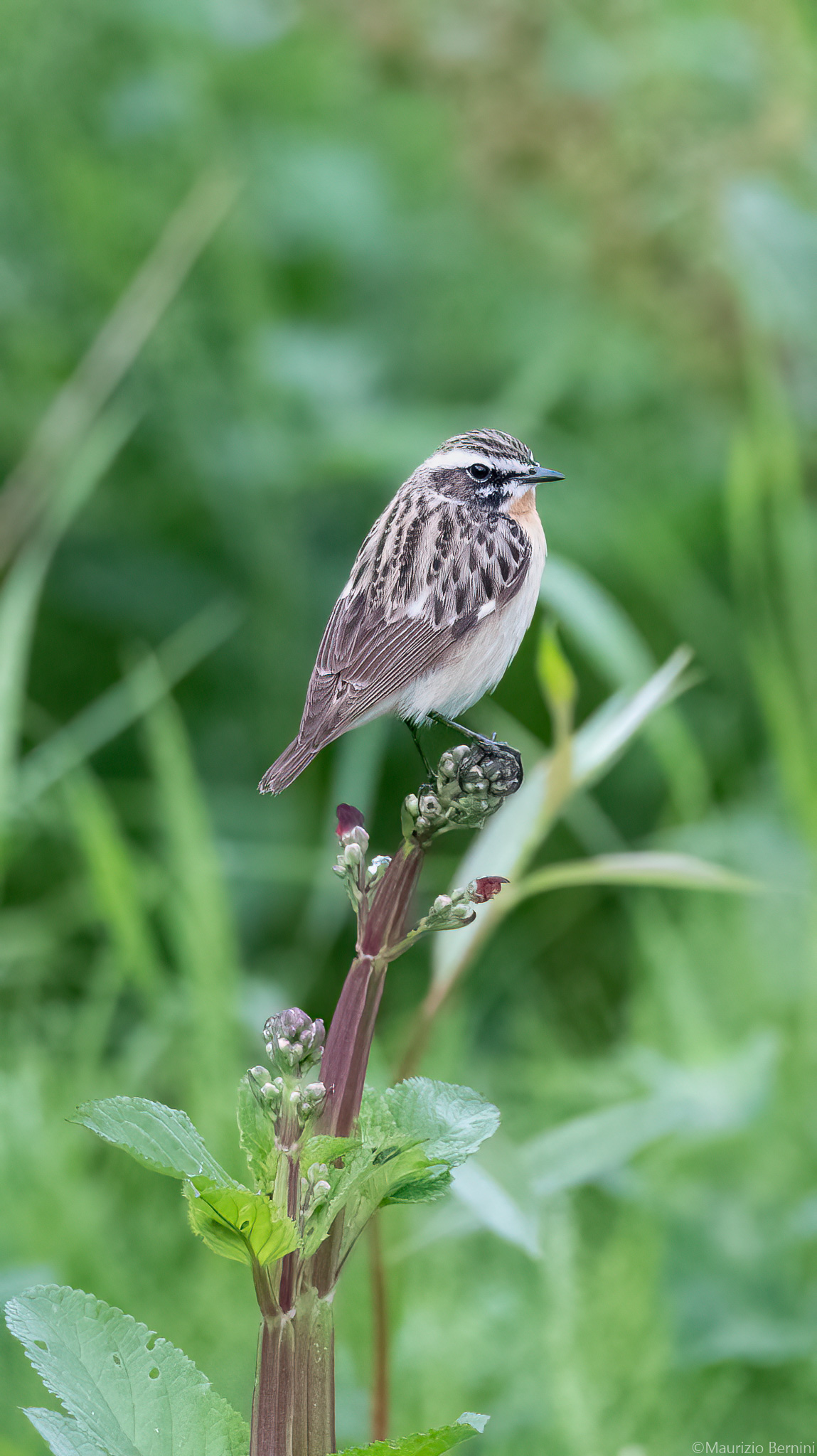 Whinchat