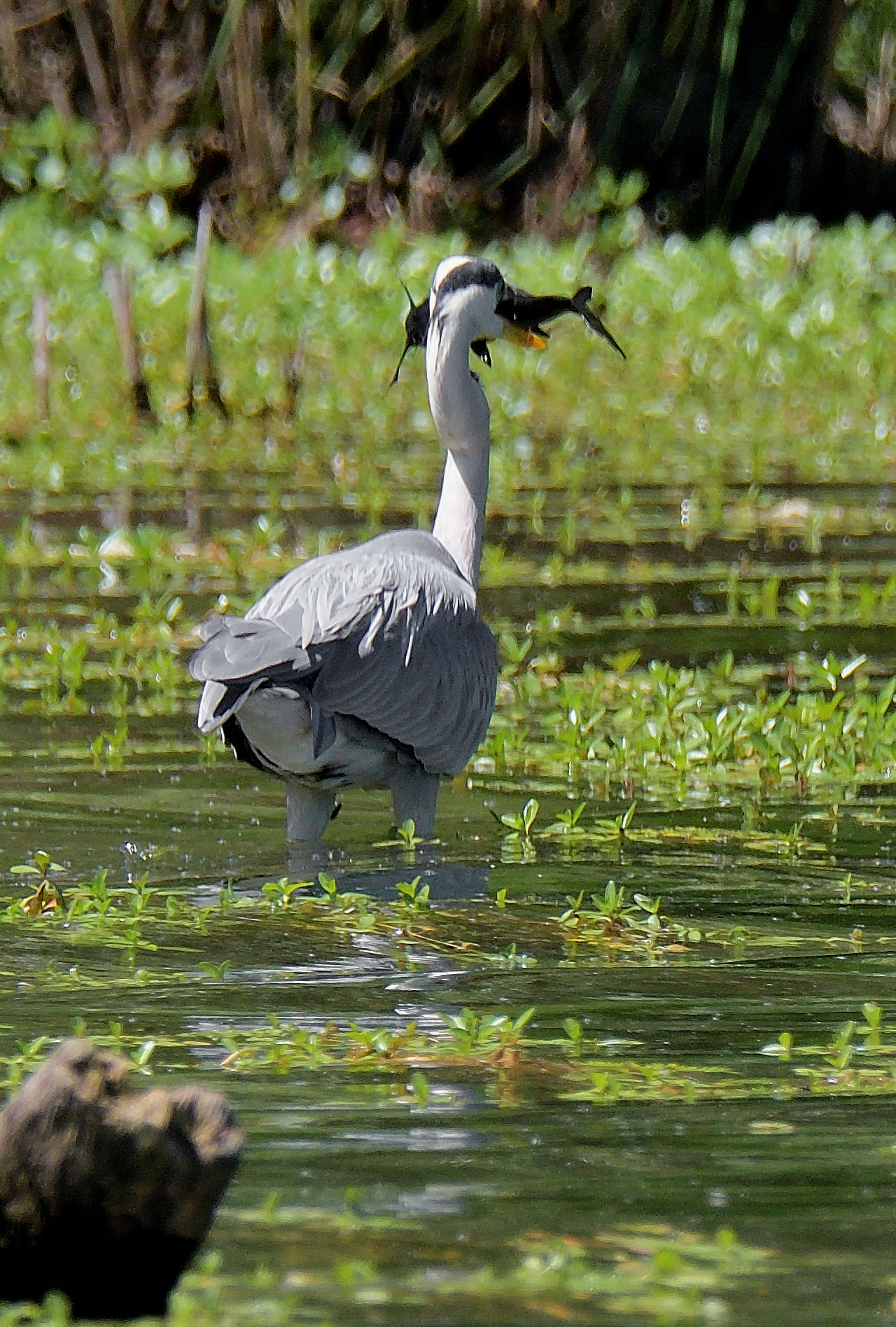 buona pesca dell'airone cenerino