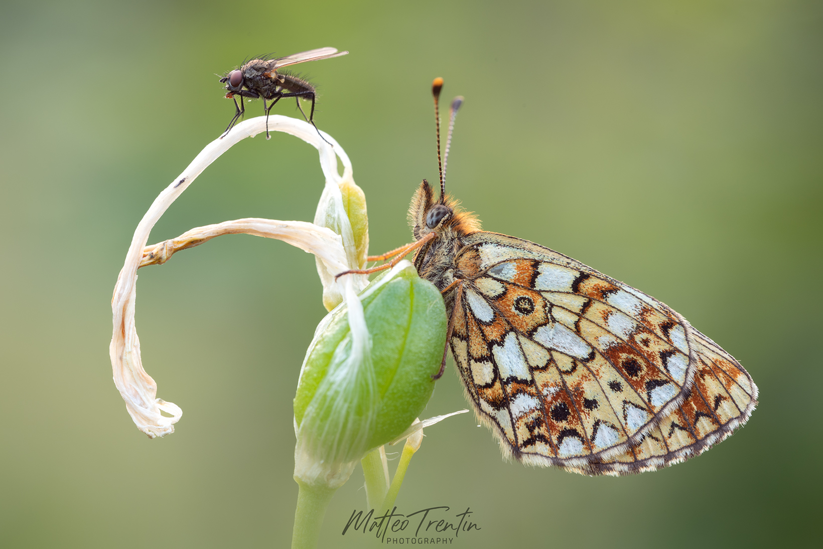 Beauty and the Beast