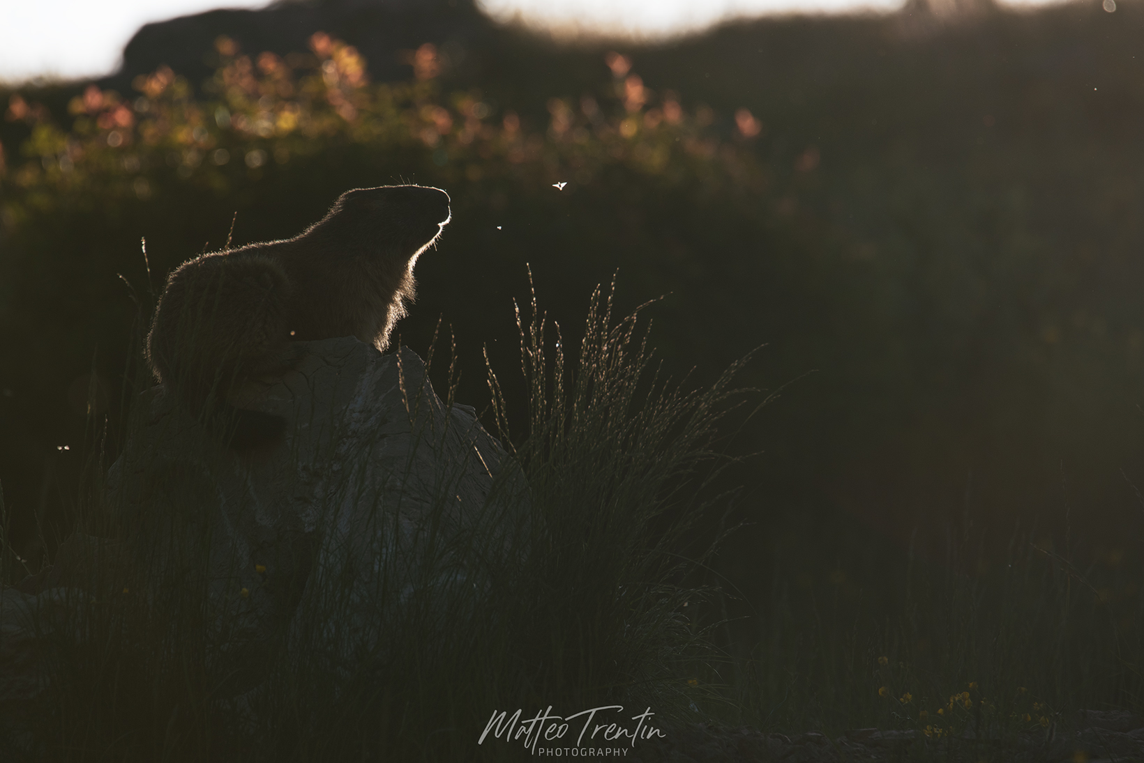 Silhouettes of a Marmot