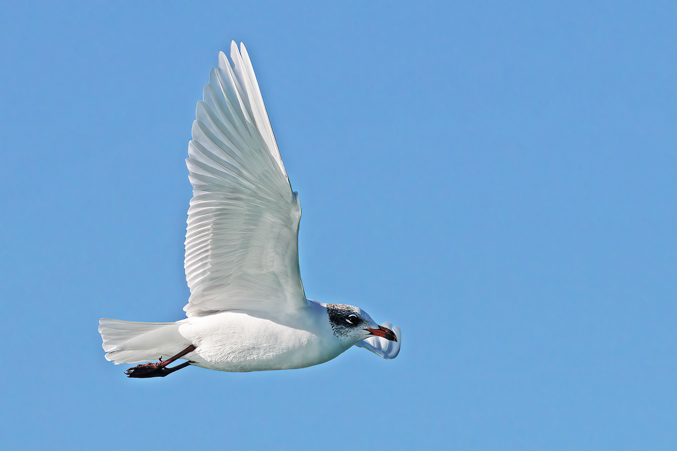 Mediterranean gull