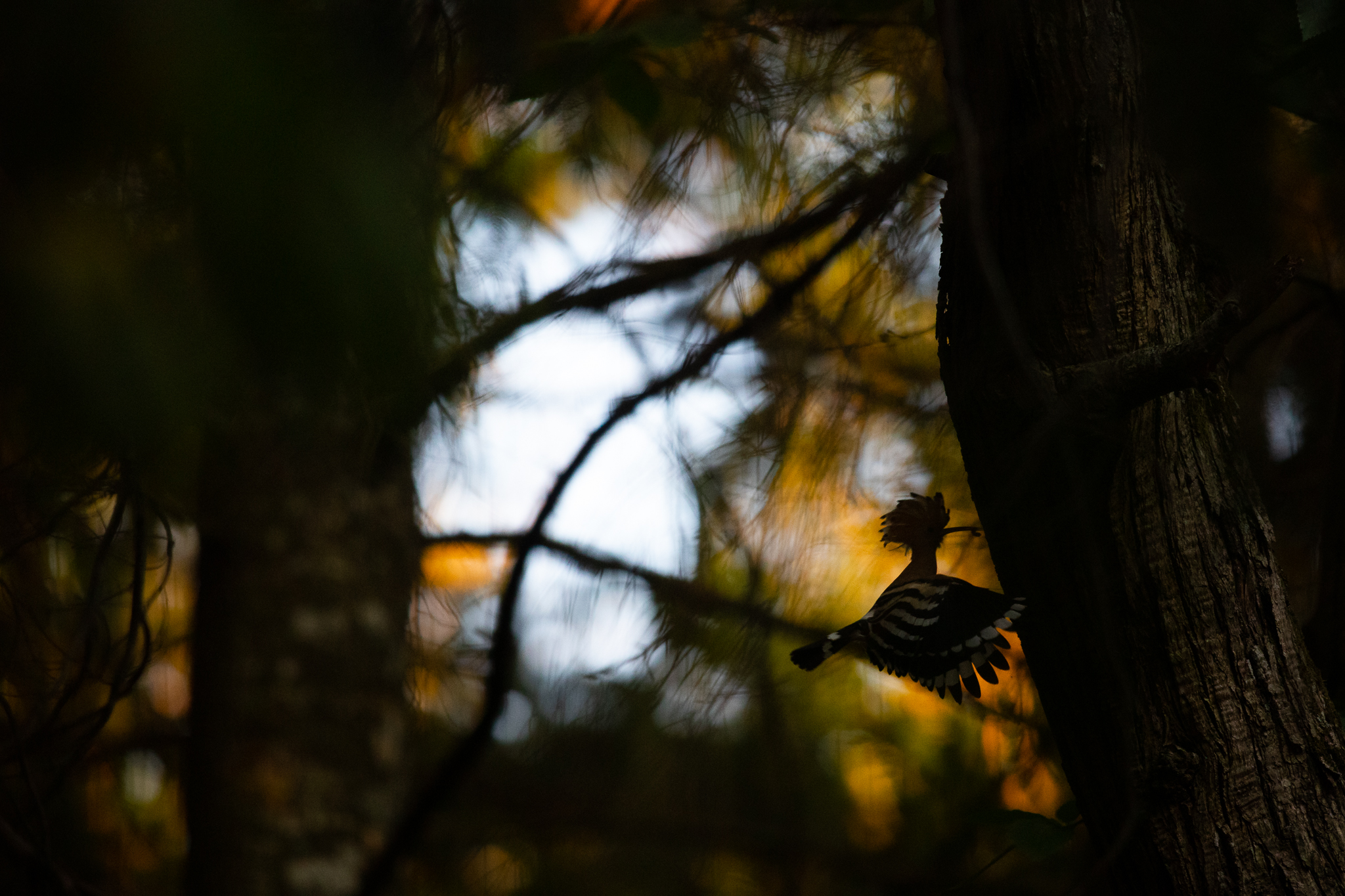 Silhouette Hoopoe 2