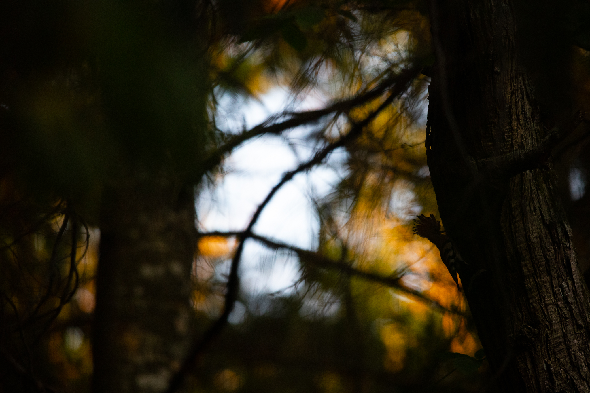 Silhouette Hoopoe 3