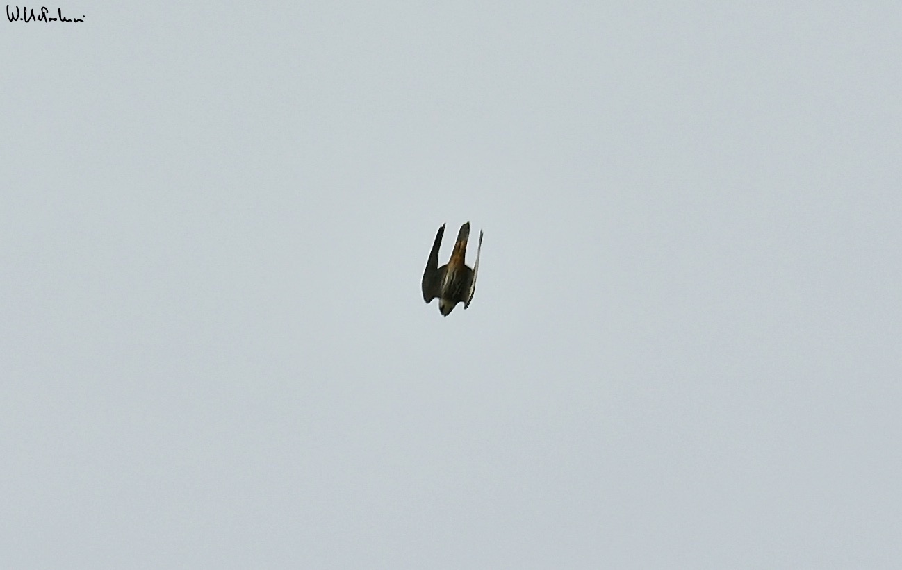 Eurasian hobby... swooping... but how strong it was??!!