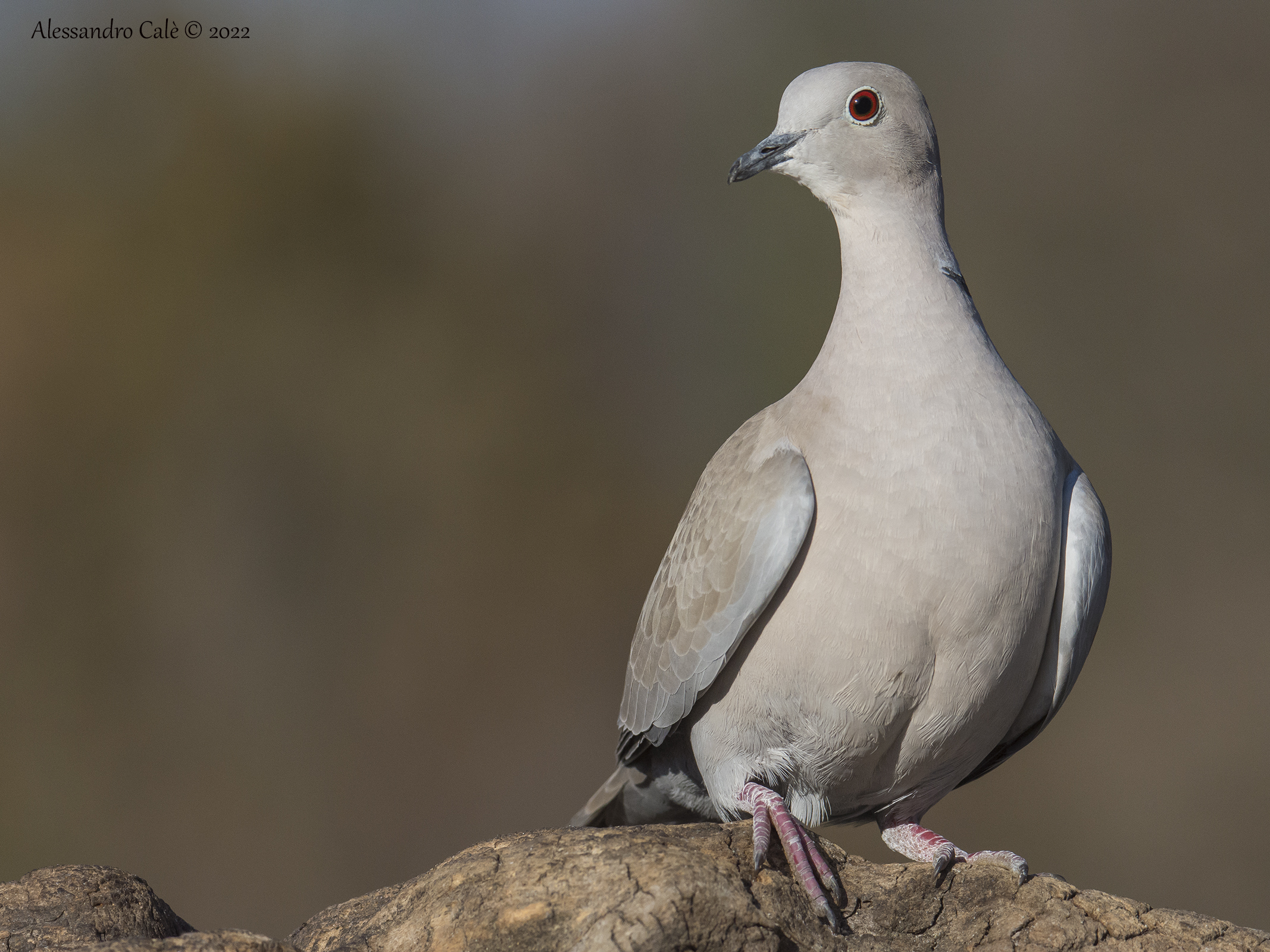 Streptopelia decaocto (Tortora dal collare) 5968
