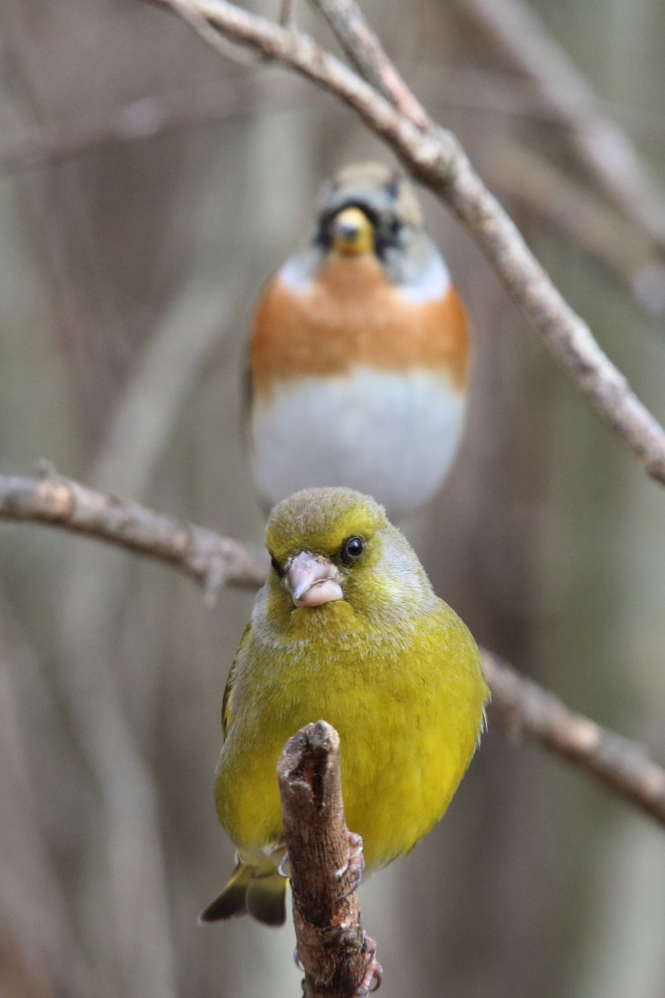 Chloris chloris e Fringilla montifringilla