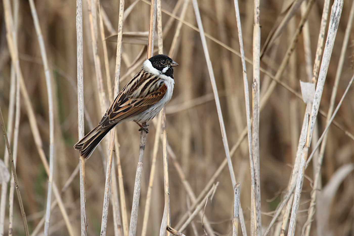 Emberiza schoeniclus (Migliarino di palude)