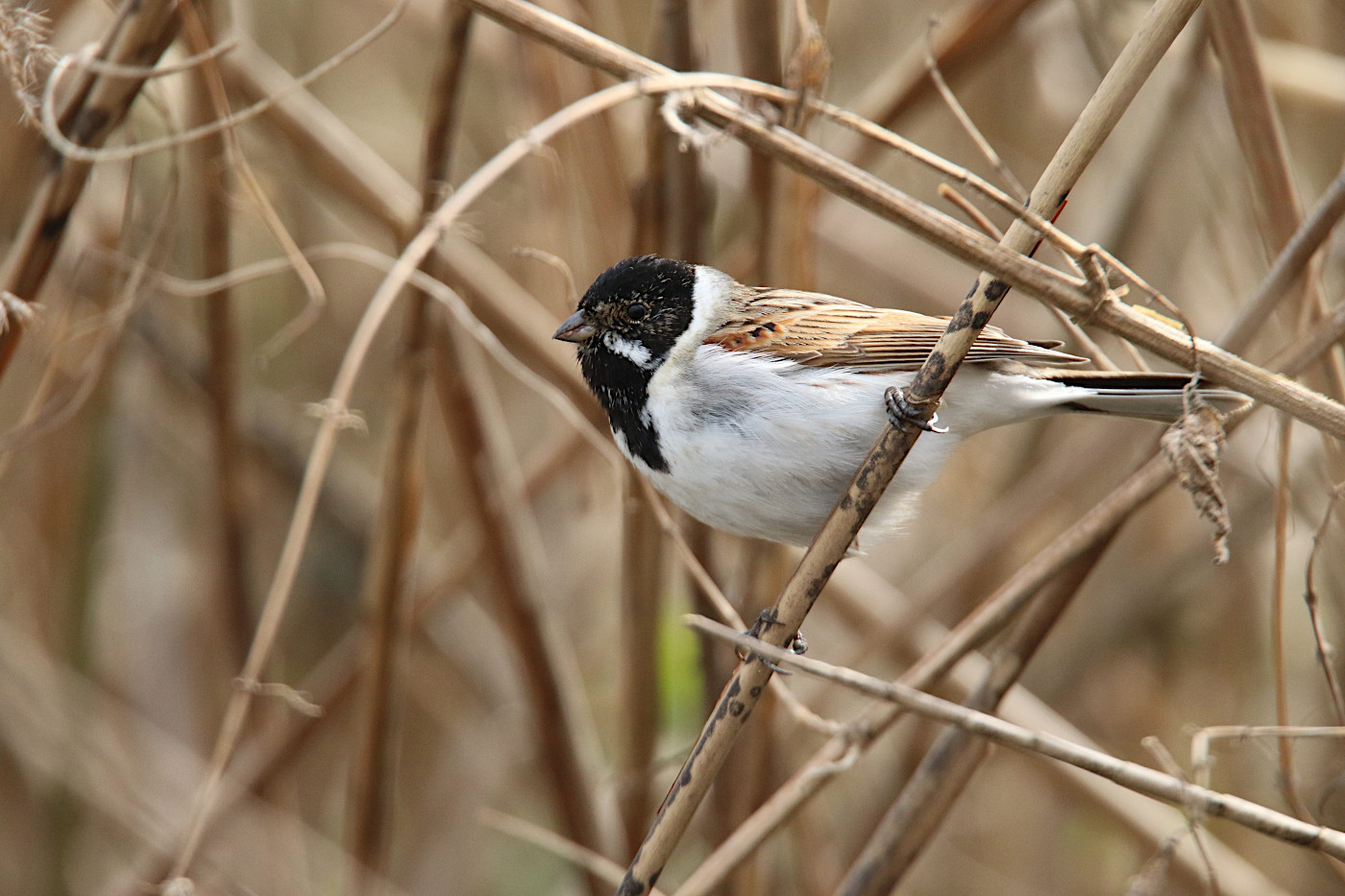 Emberiza schoeniclus (Migliarino di palude)