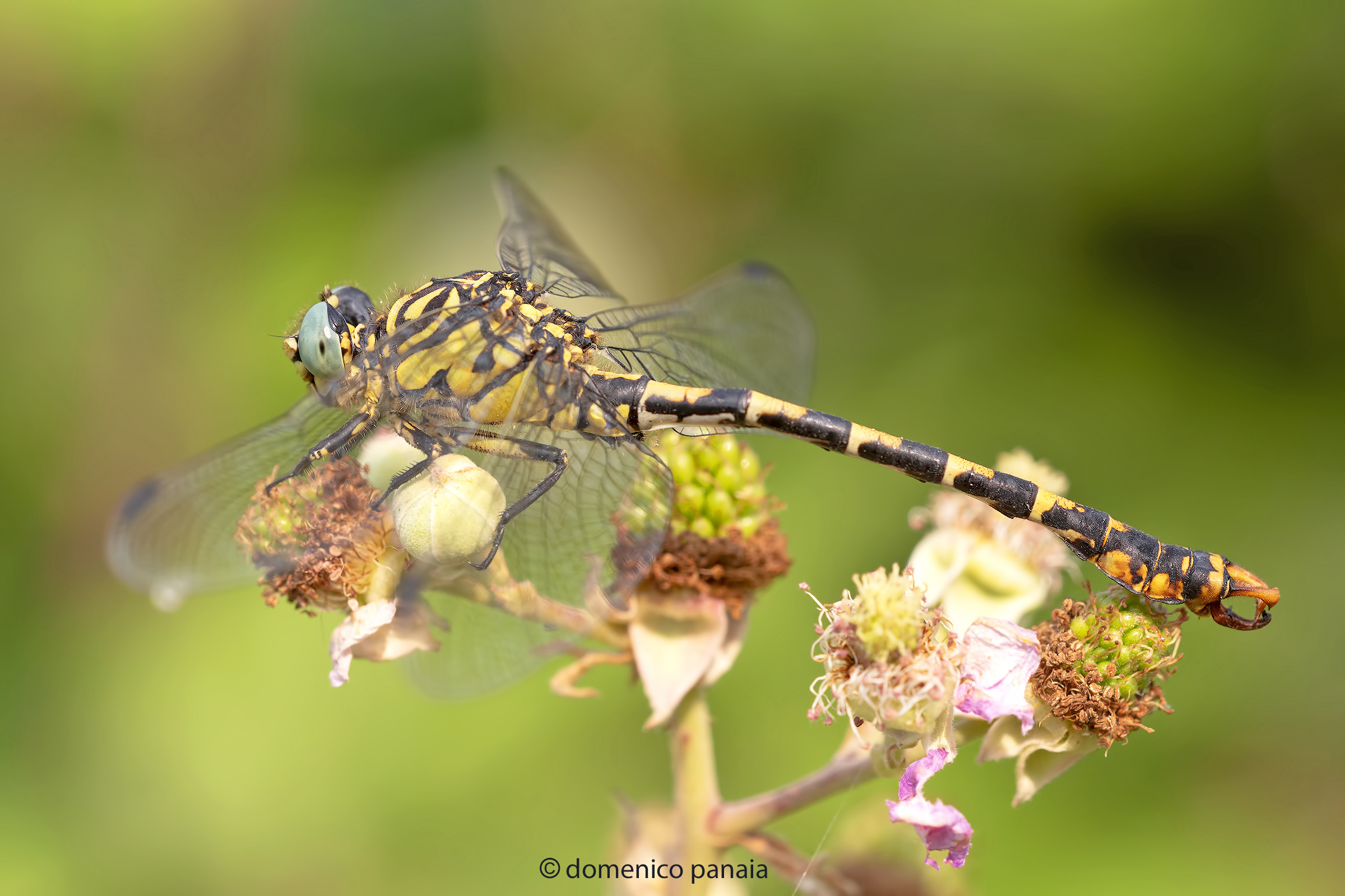 onychogomphus forcipatus