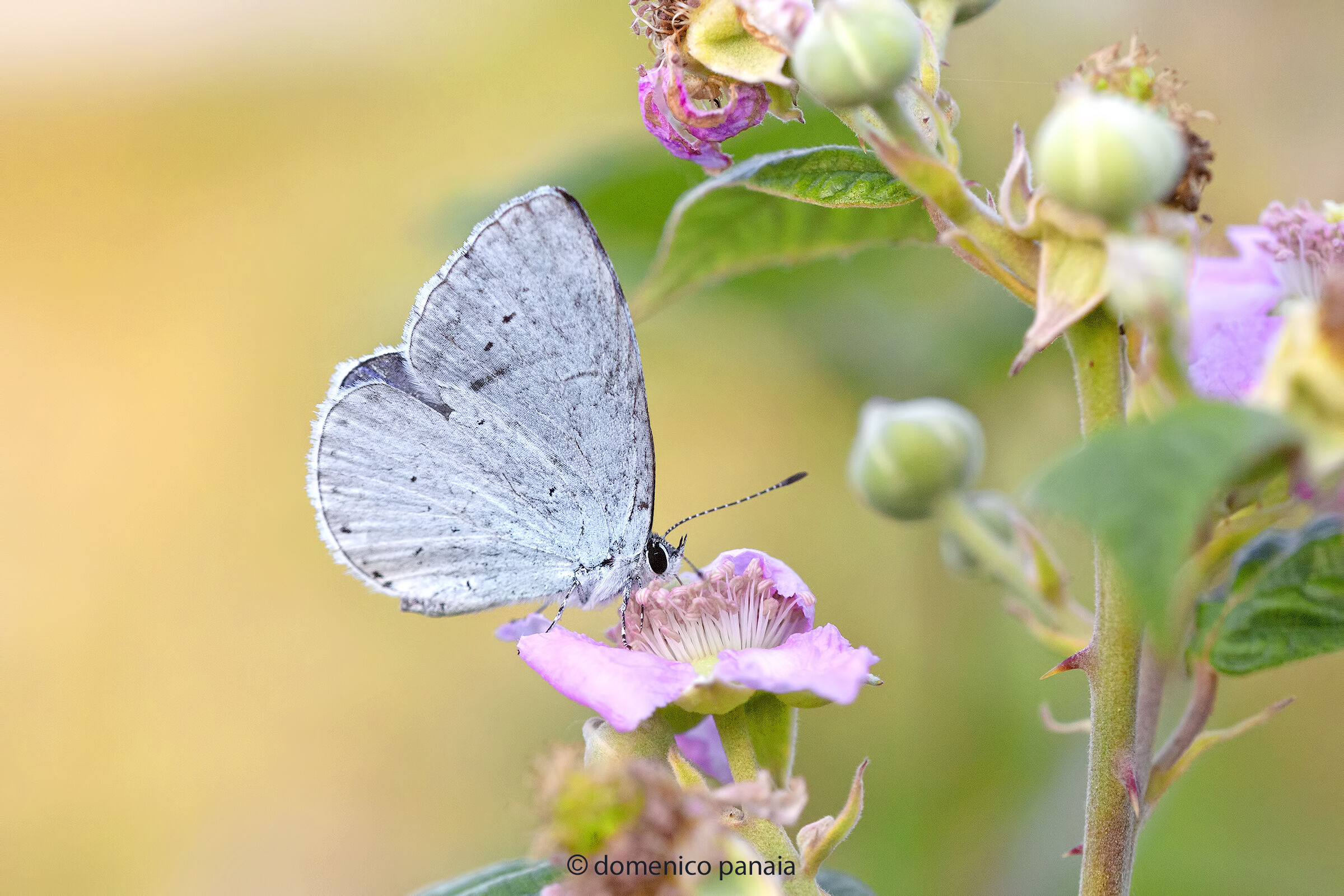 celastrinas argiolus