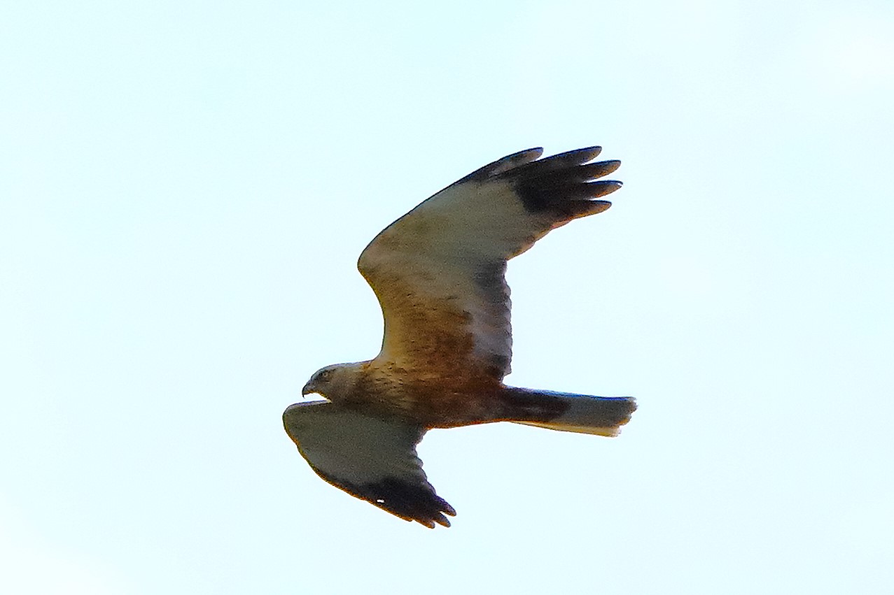 falco di palude 30-04-2022