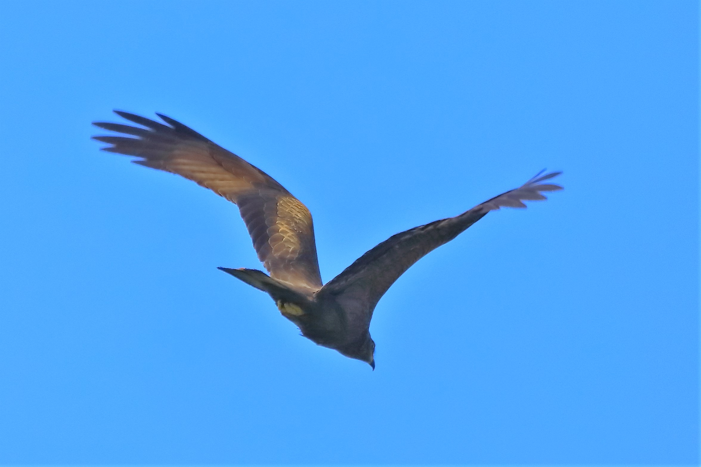 Nibbio bruno 10-05-2022