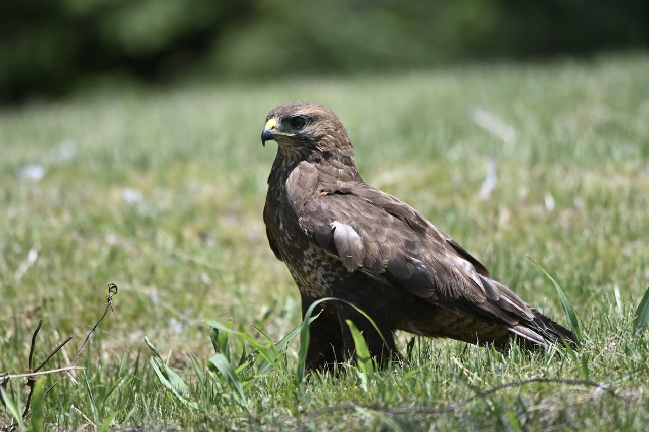 Buzzard walking
