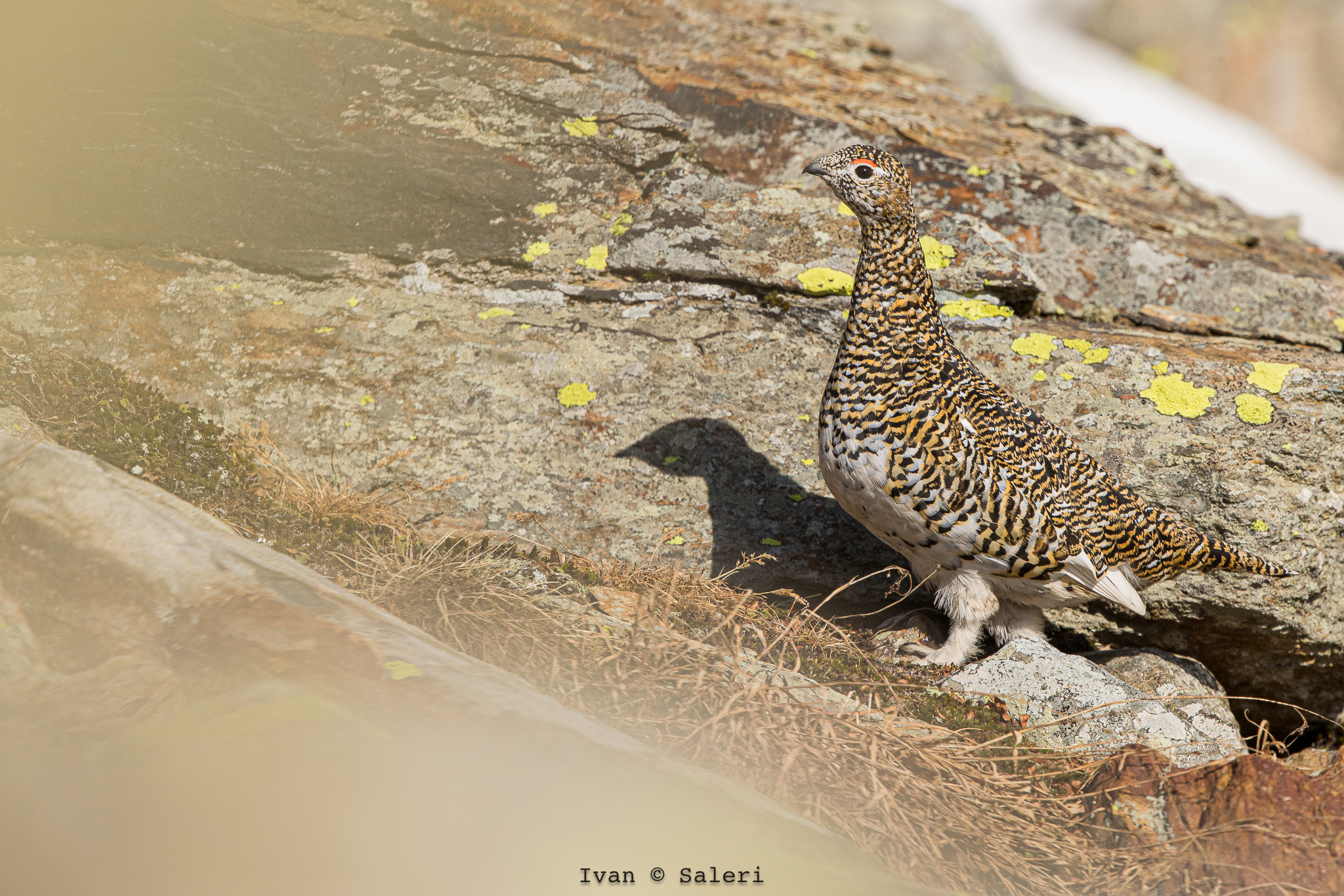Femmina di pernice bianca