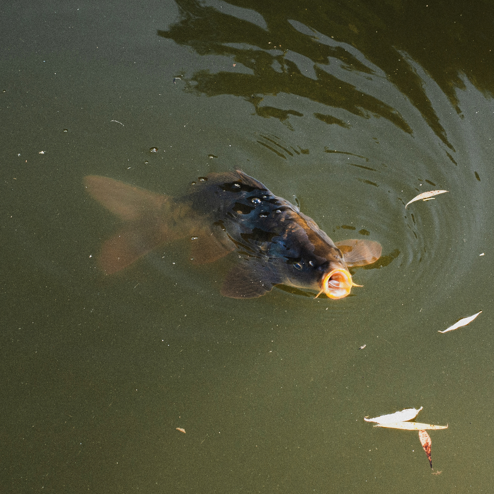 My lipstick is better than yours