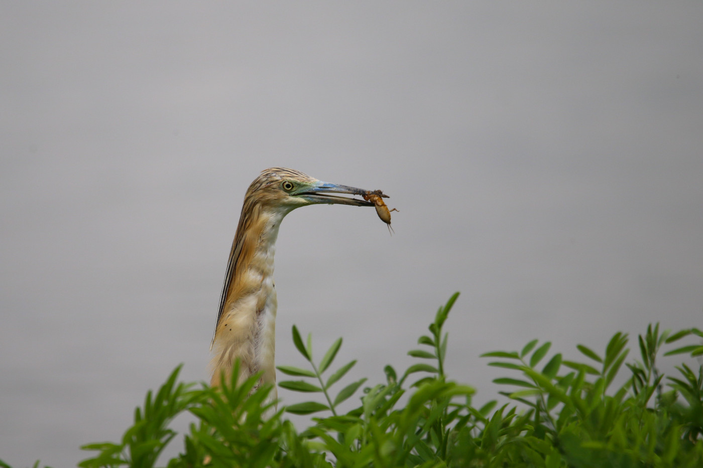 Ardeola ralloides (Sgarza ciuffetto)
