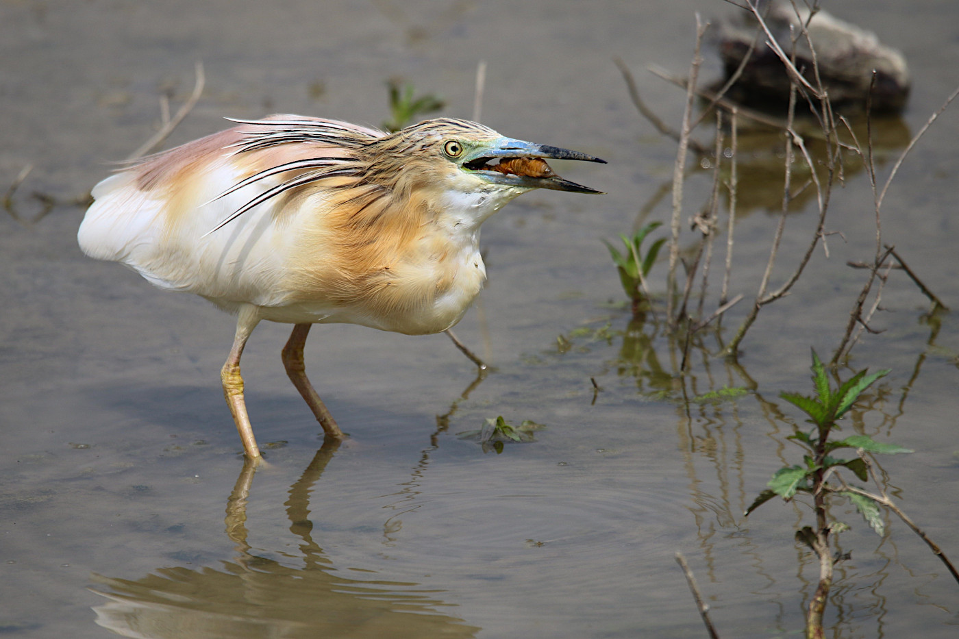 Ardeola ralloides (Sgarza ciuffetto)