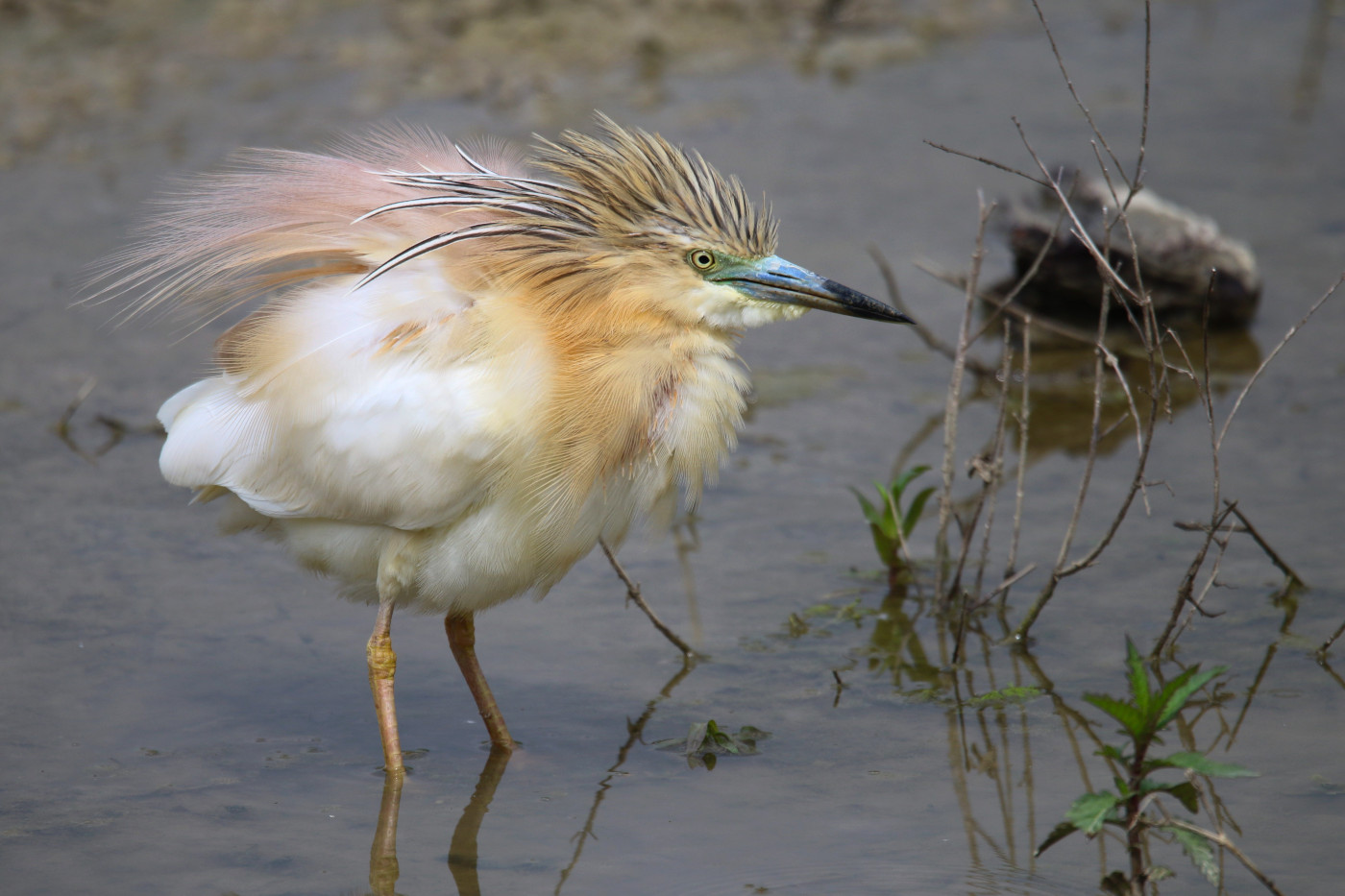 Ardeola ralloides (Sgarza ciuffetto)