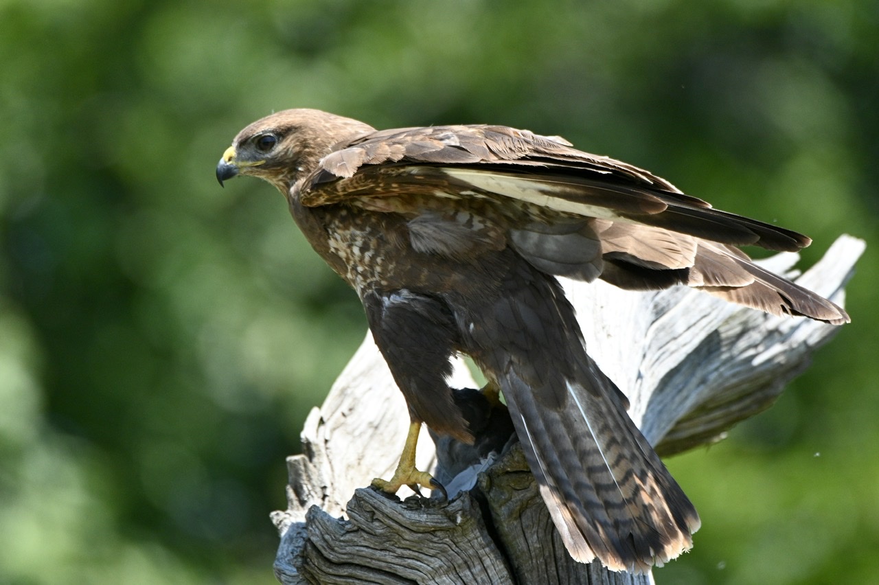 Buzzard