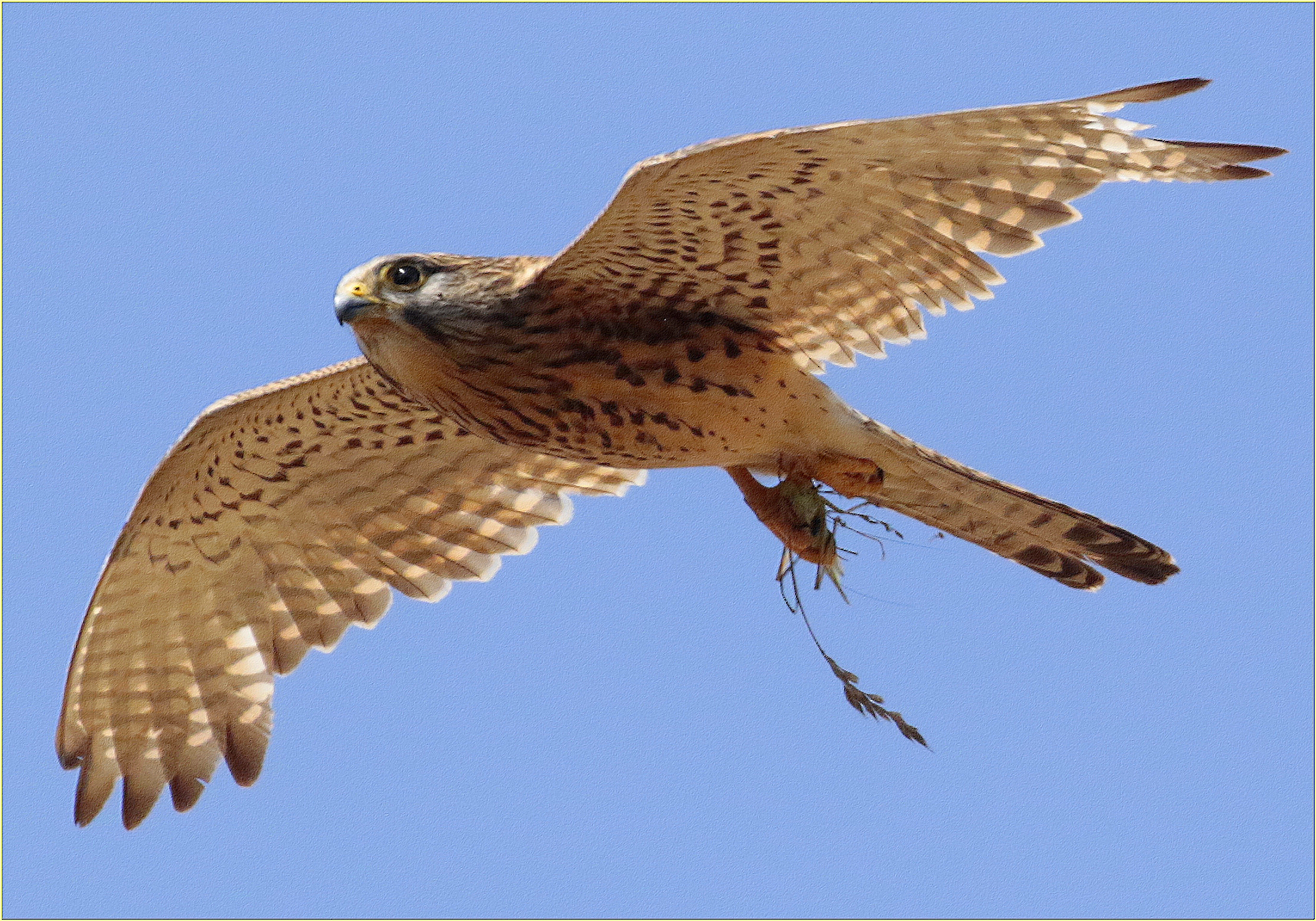 '' hunting for grasshoppers ''