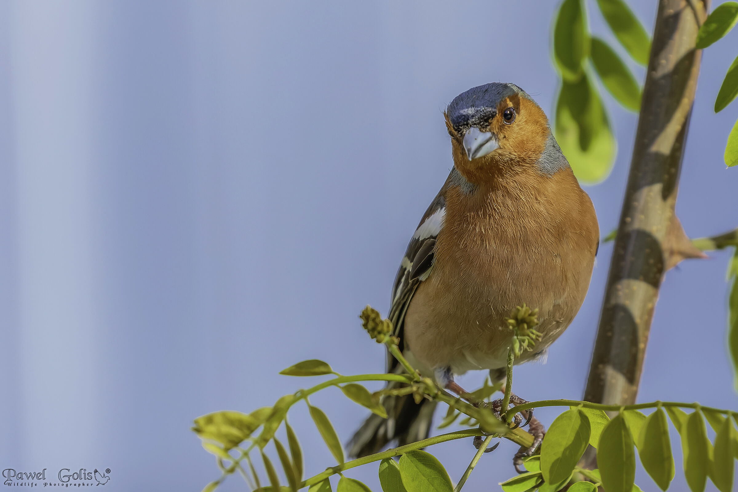 Fringuello comune (Fringilla coelebs)