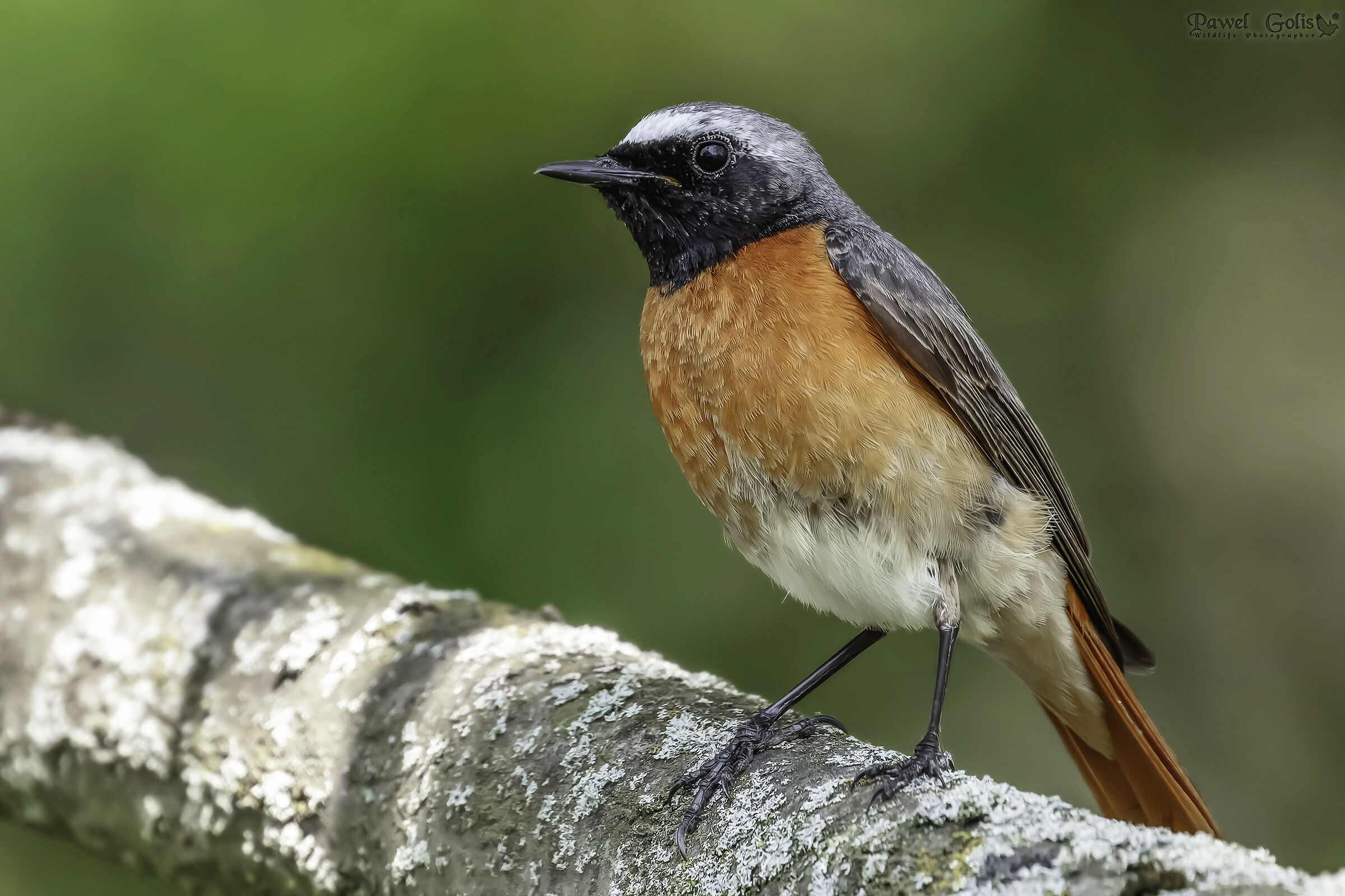 Codirosso comune (Phoenicurus phoenicurus)