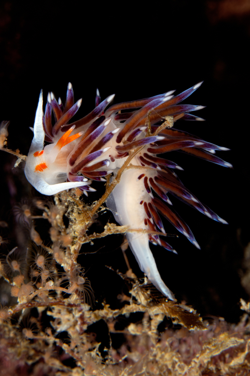 Flabellina - Cala Byron - Portovenere
