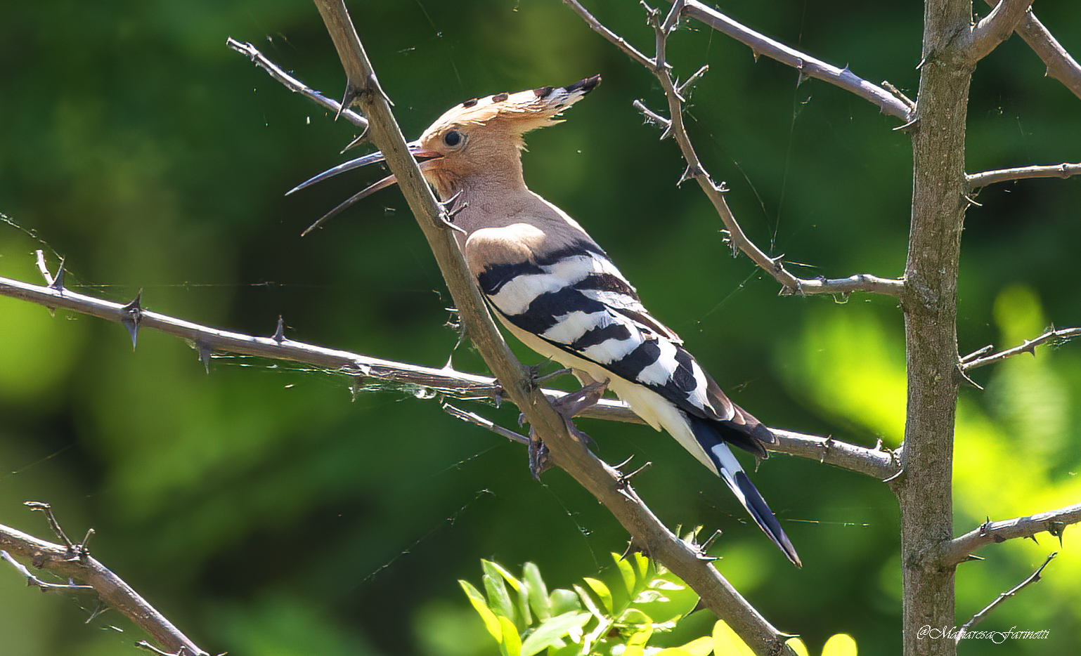 Hoopoe