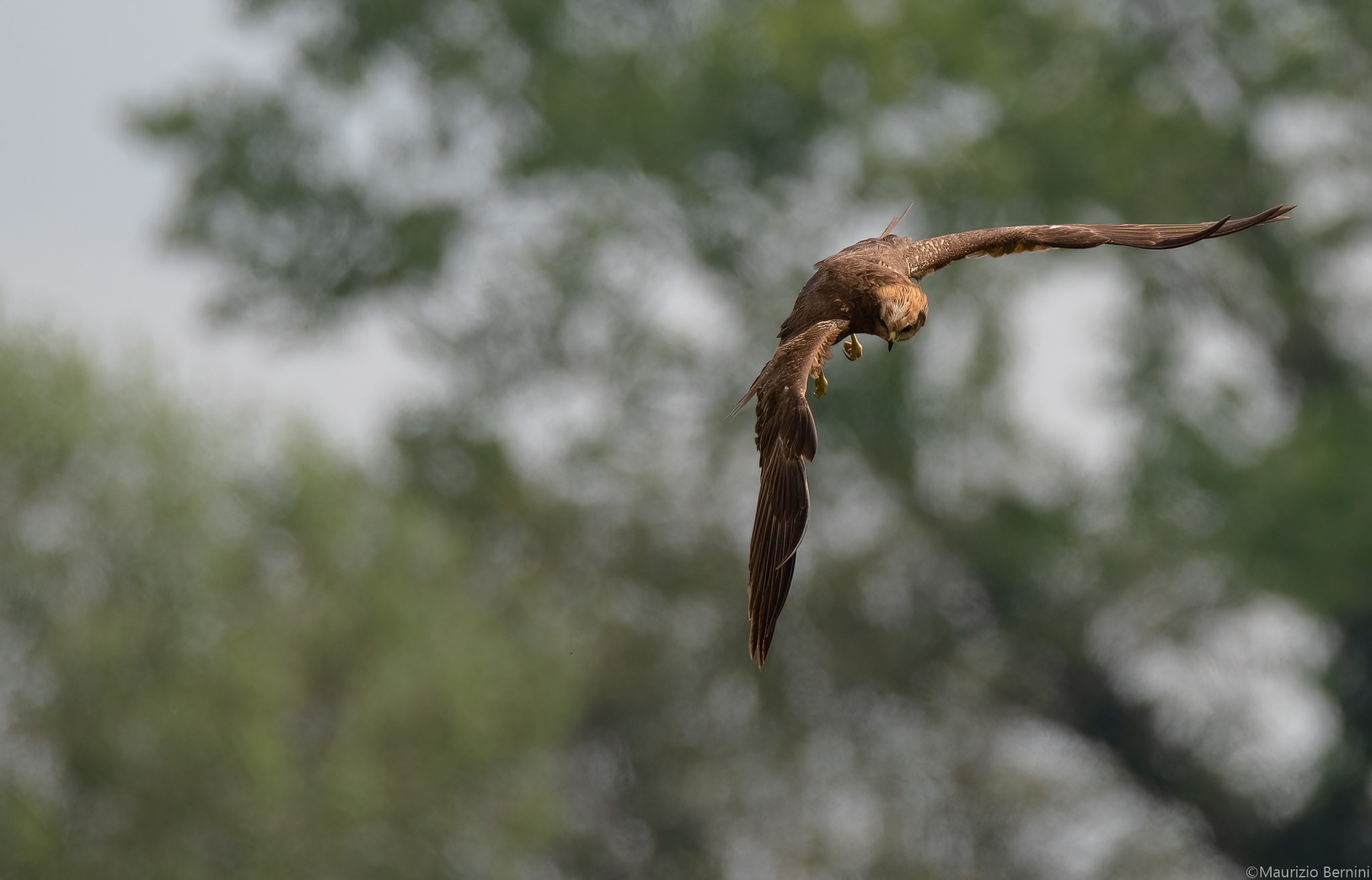 Marsh Falcon
